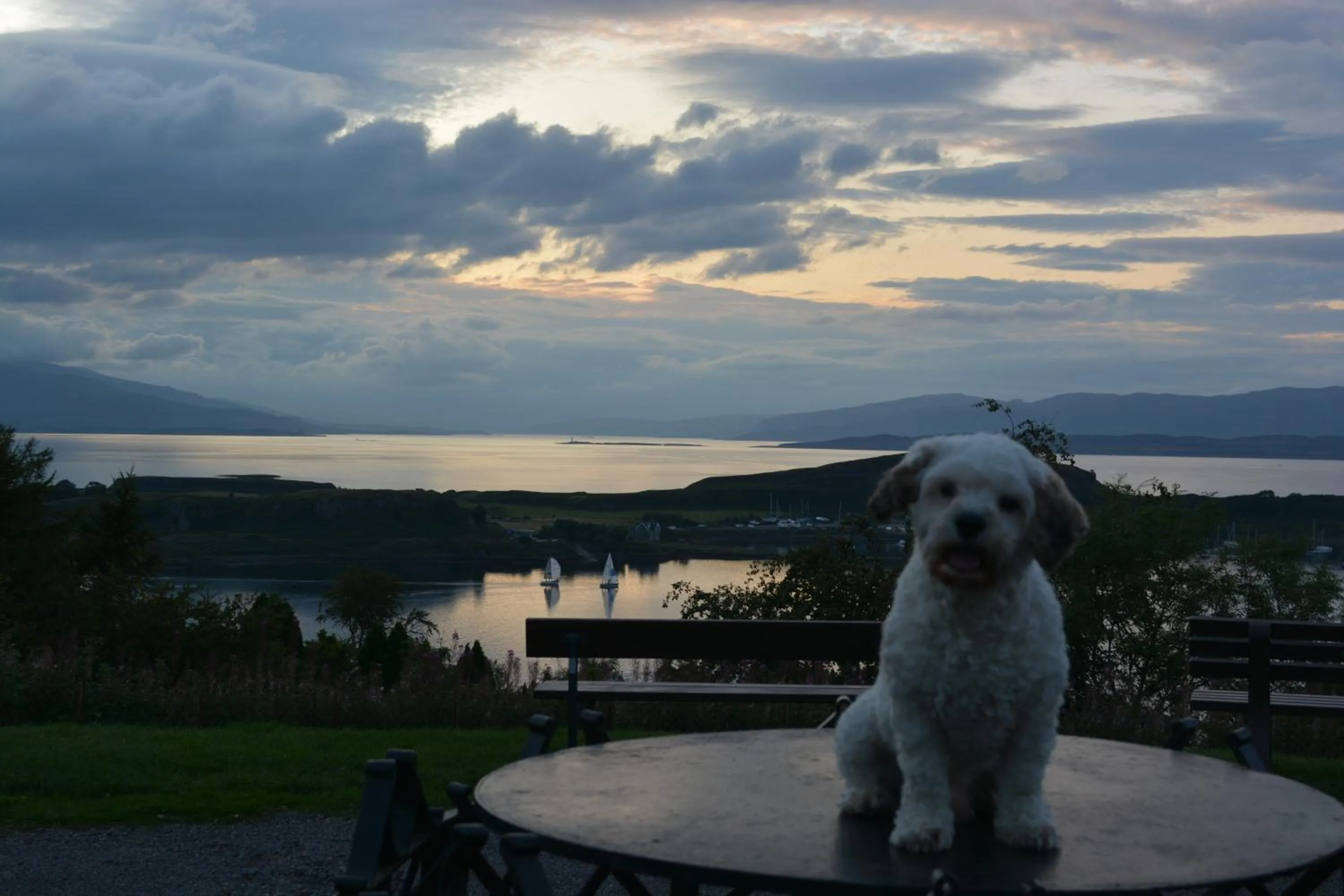 Pets in The Kelvin Hotel