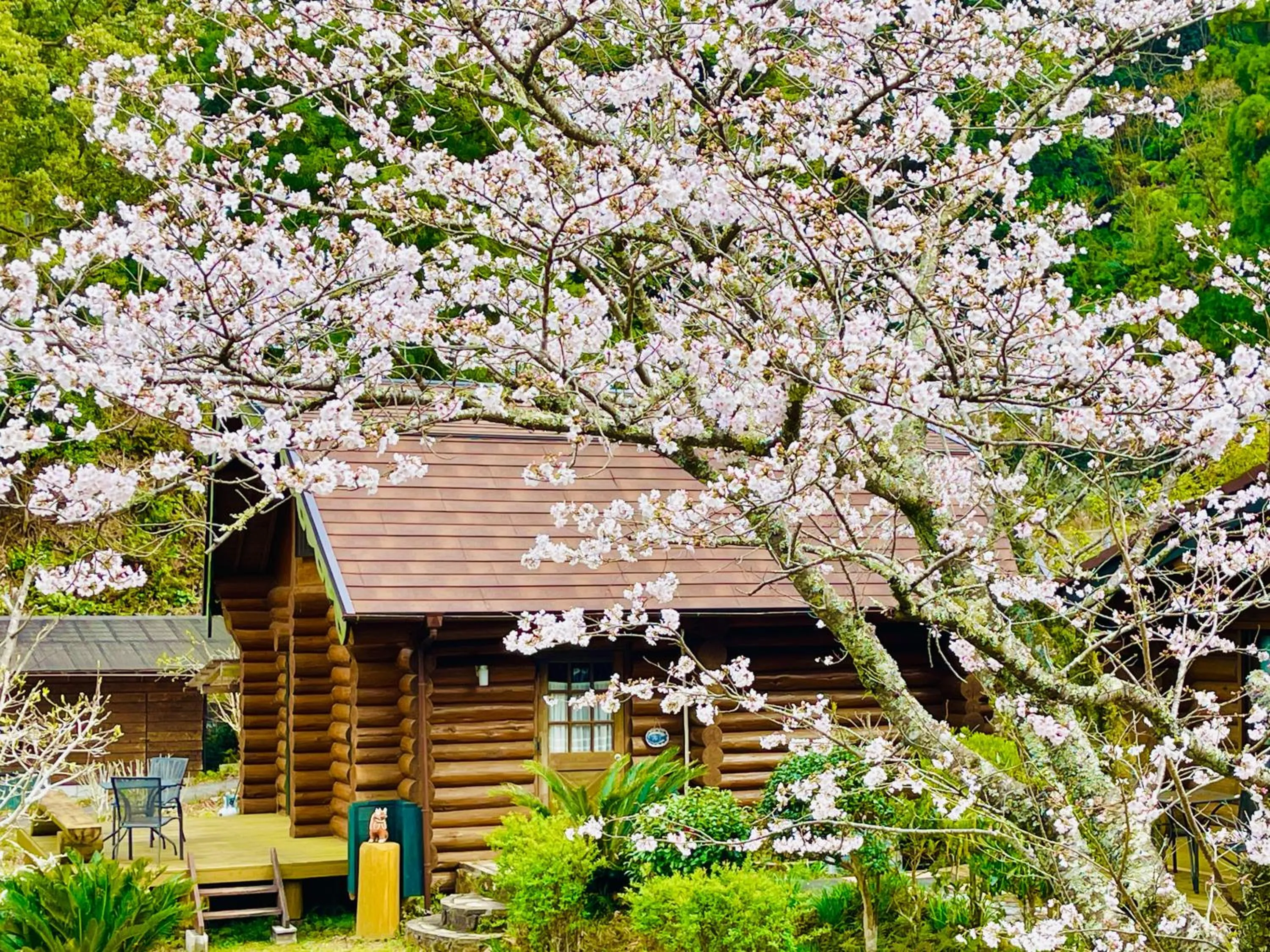 Spring in Pension Shishikui