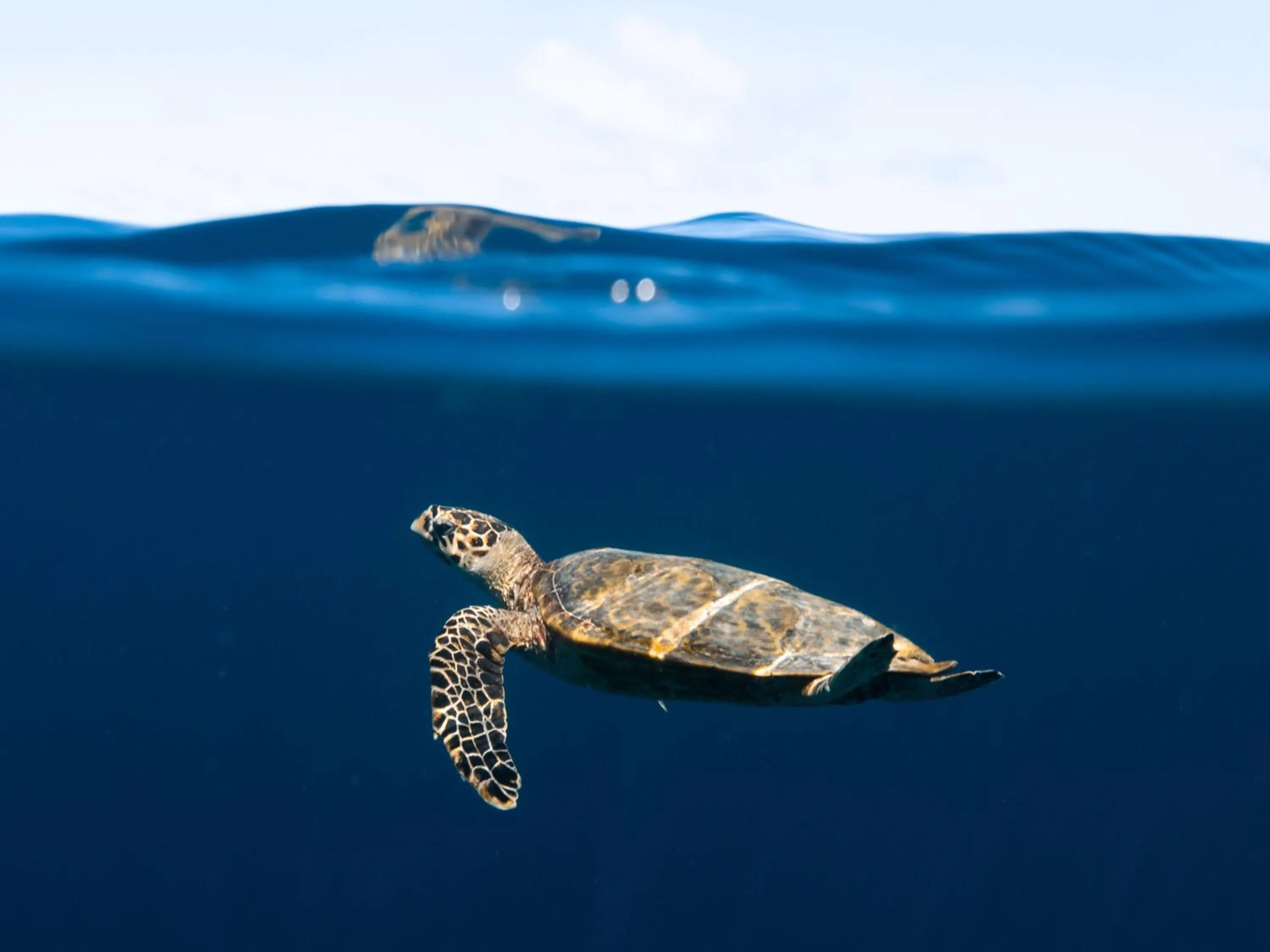 Snorkeling in The Nautilus Maldives