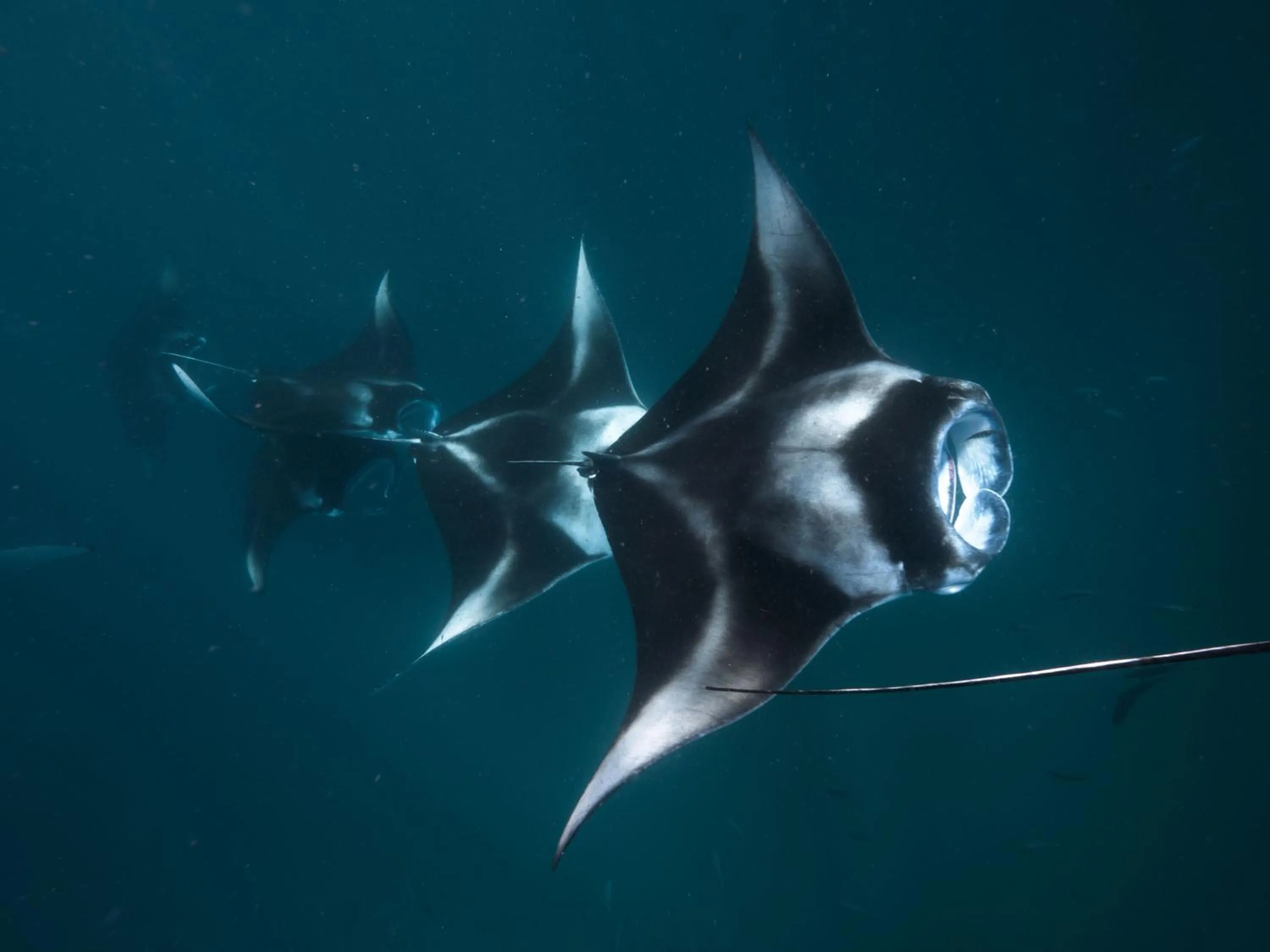 Snorkeling in The Nautilus Maldives