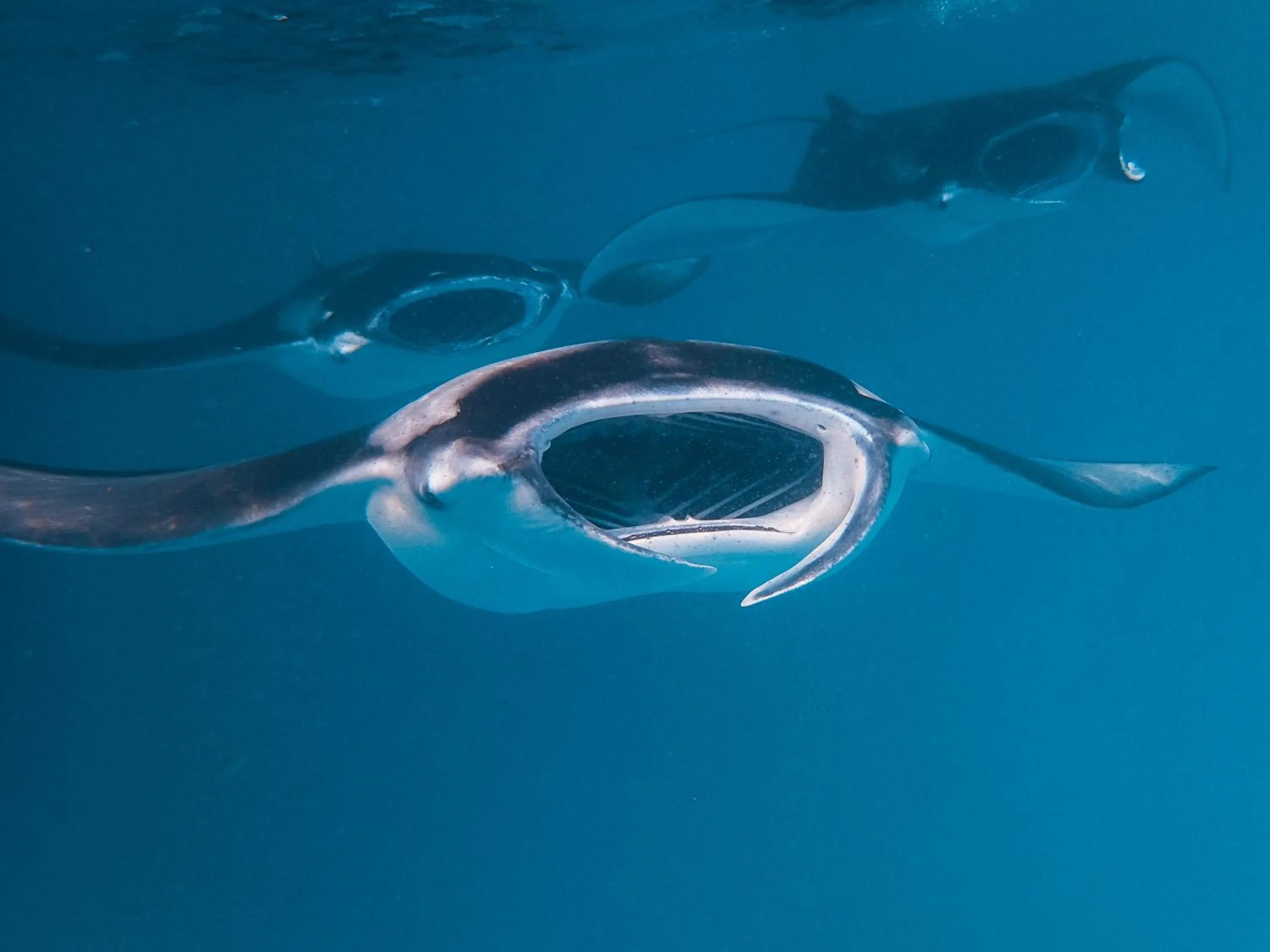 Snorkeling in The Nautilus Maldives