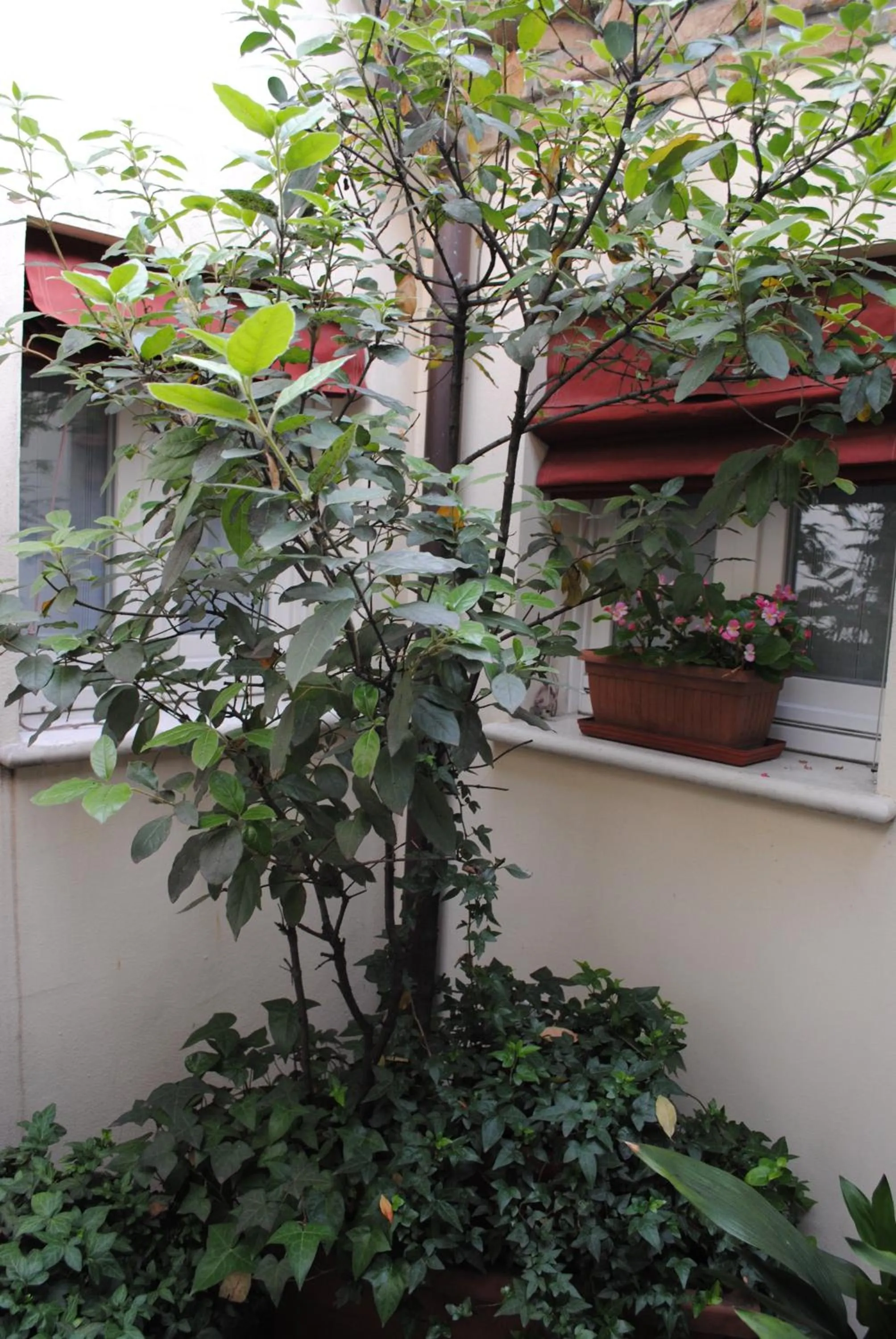 View (from property/room) in Il Bagattino