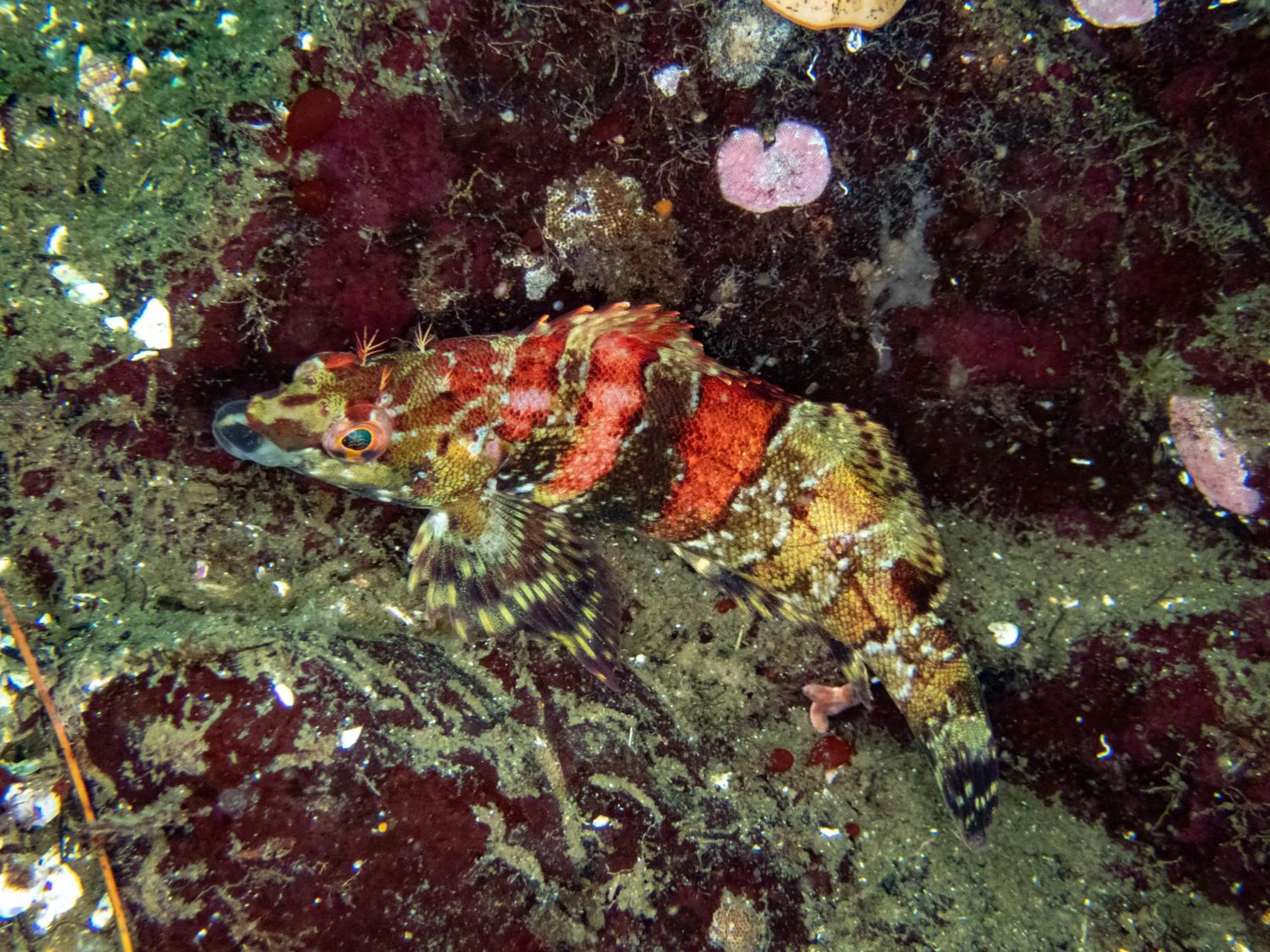 Diving in The Tuwanek Hotel and Spa