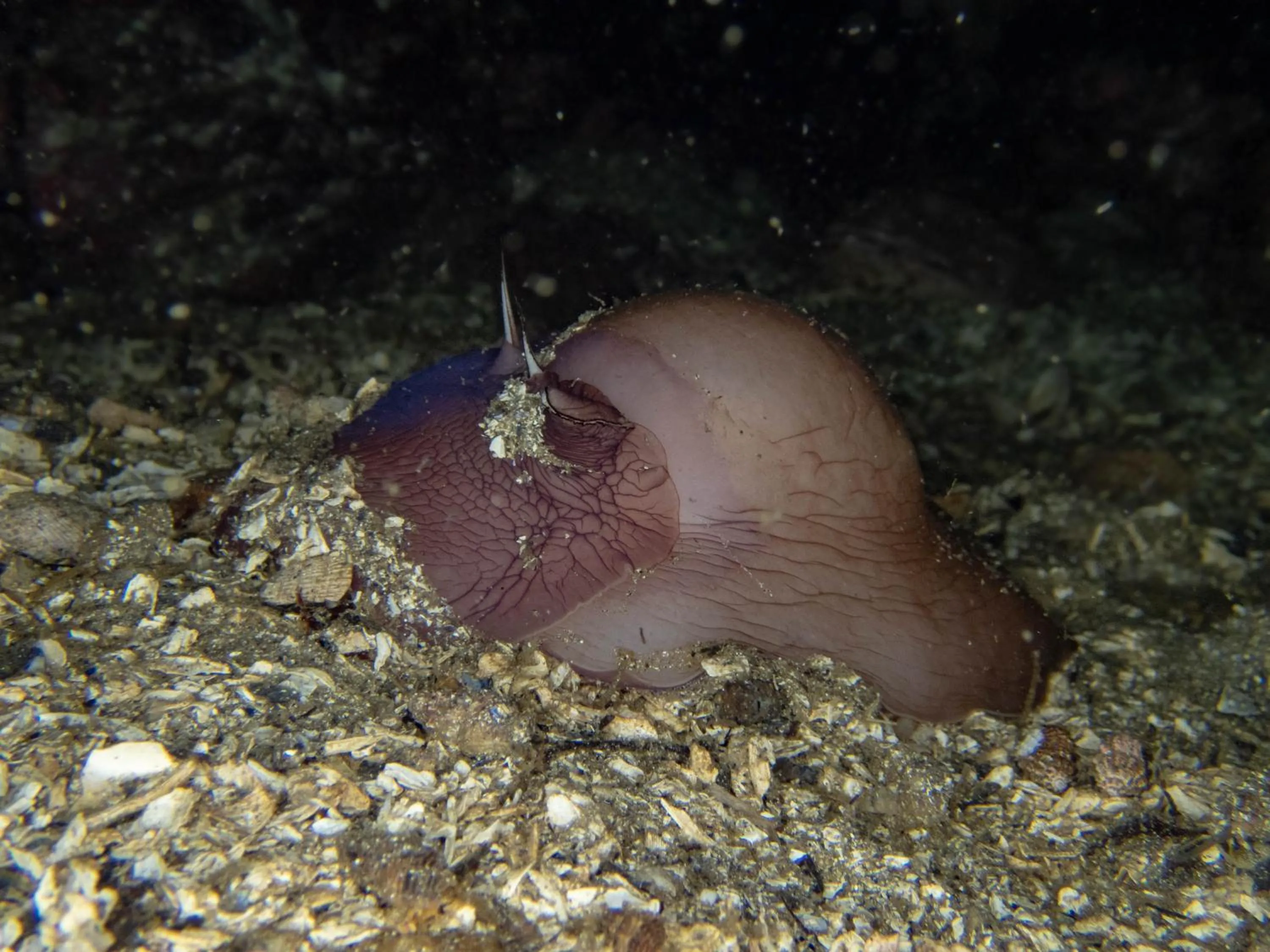 Diving in The Tuwanek Hotel and Spa
