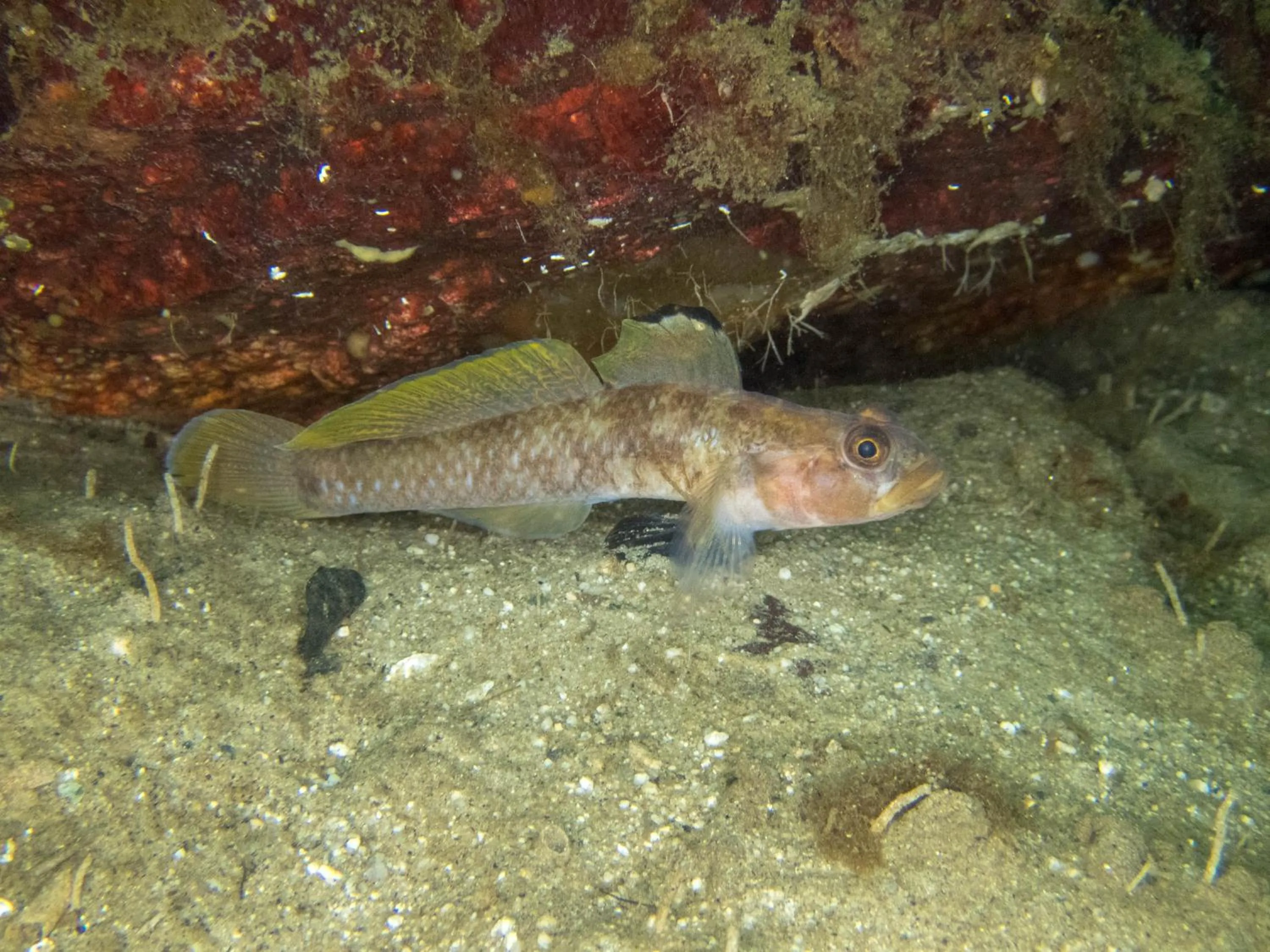 Diving in The Tuwanek Hotel and Spa