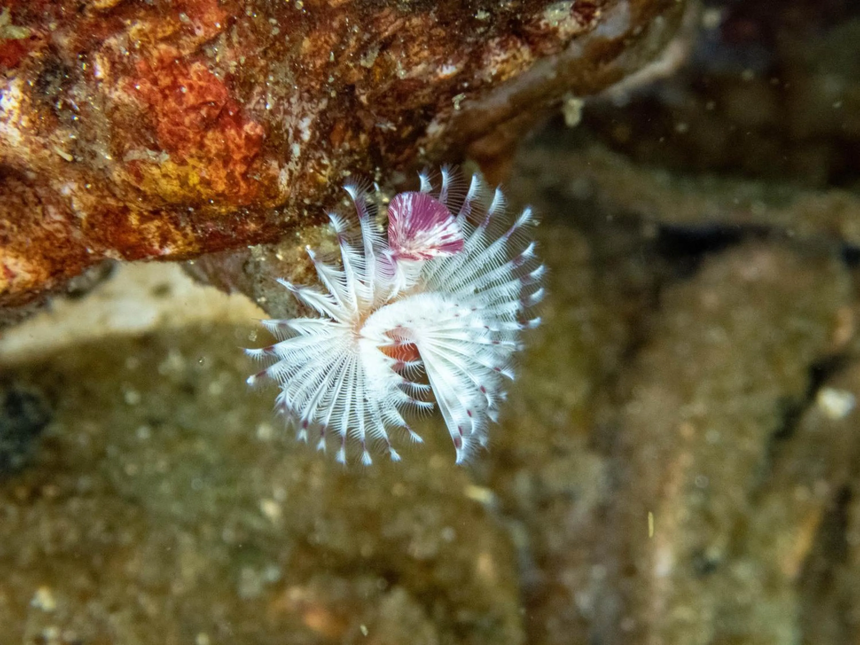 Diving in The Tuwanek Hotel and Spa
