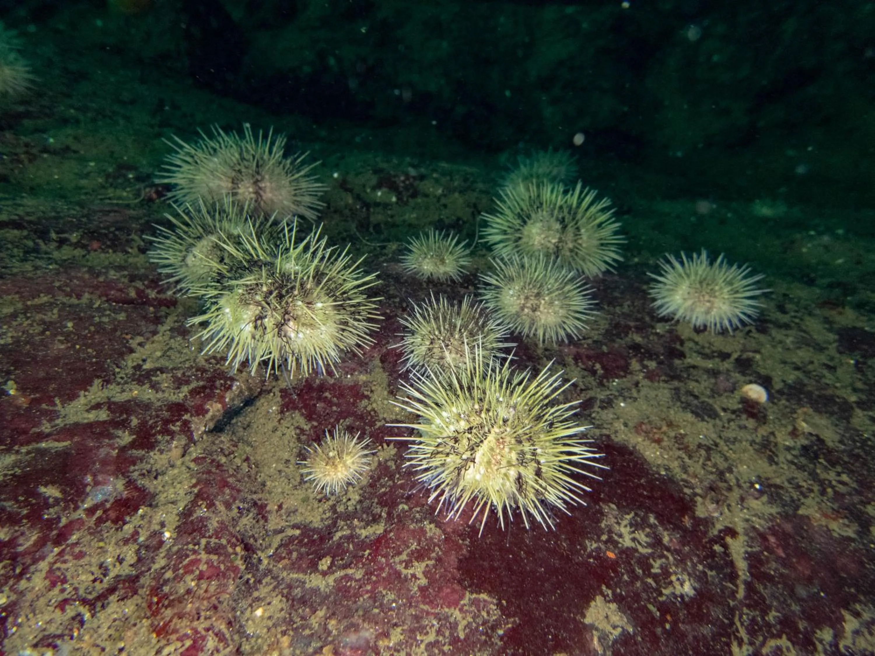 Diving in The Tuwanek Hotel and Spa