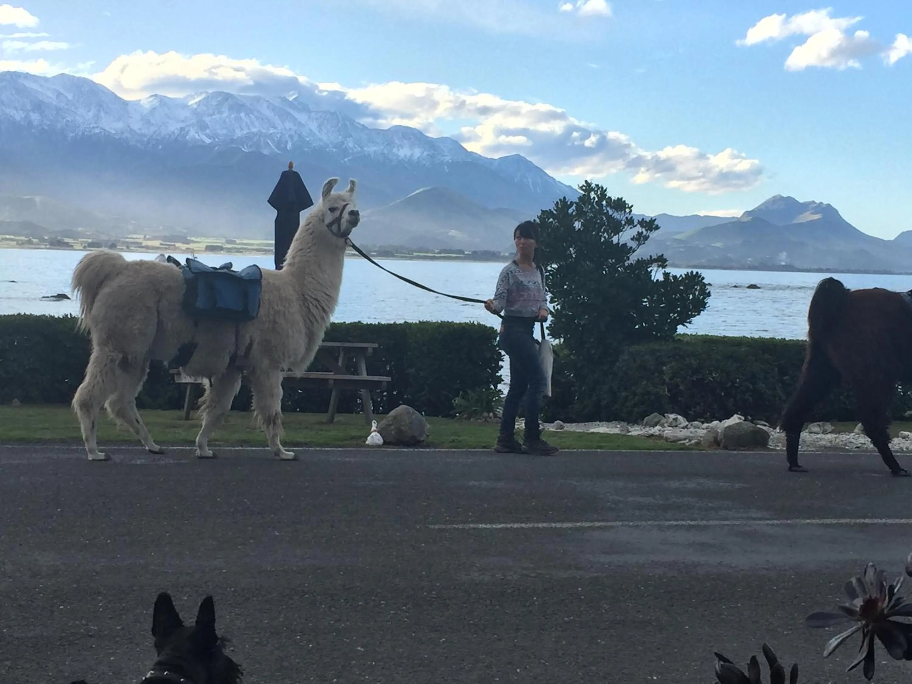 Activities in Boutique Hotel Kaikoura