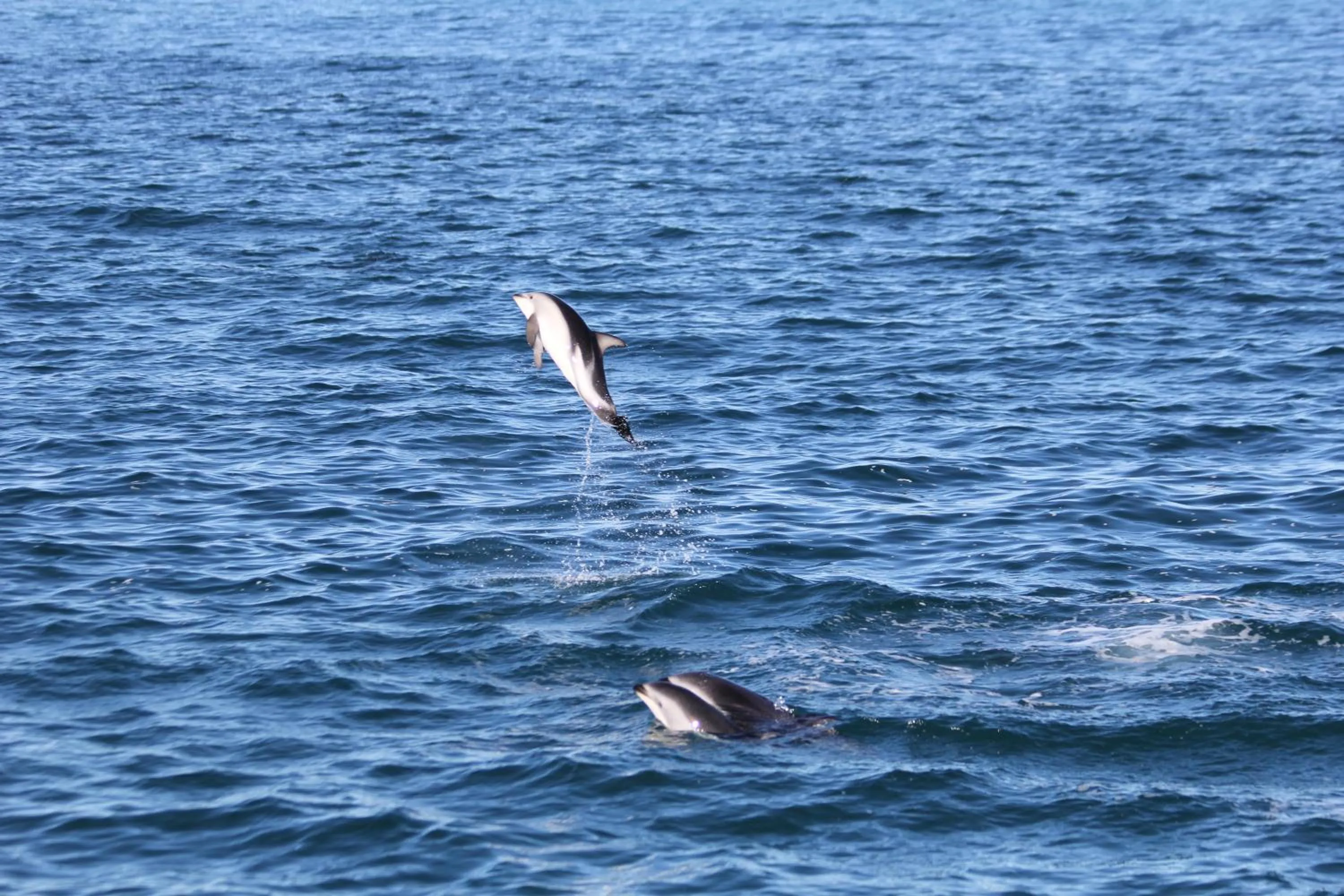 Activities in Boutique Hotel Kaikoura