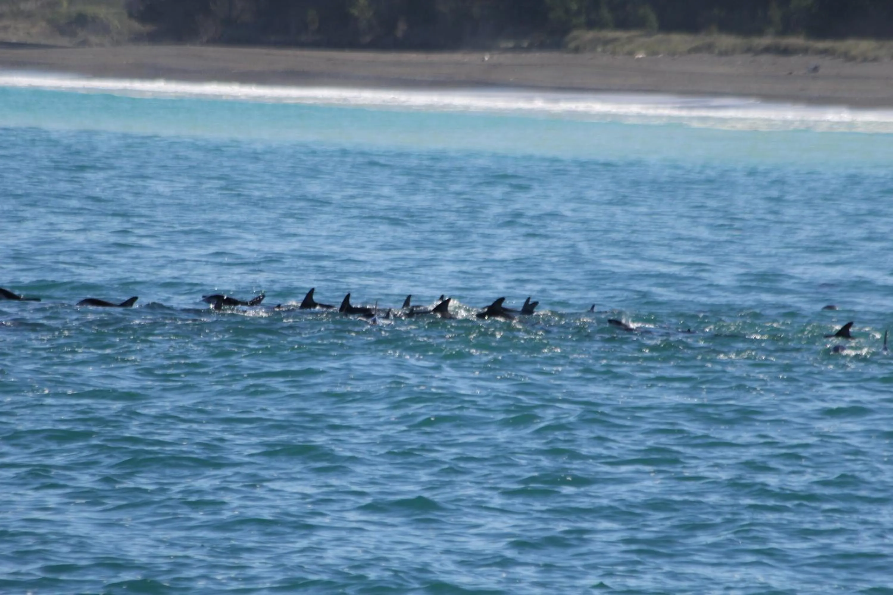 Activities in Boutique Hotel Kaikoura