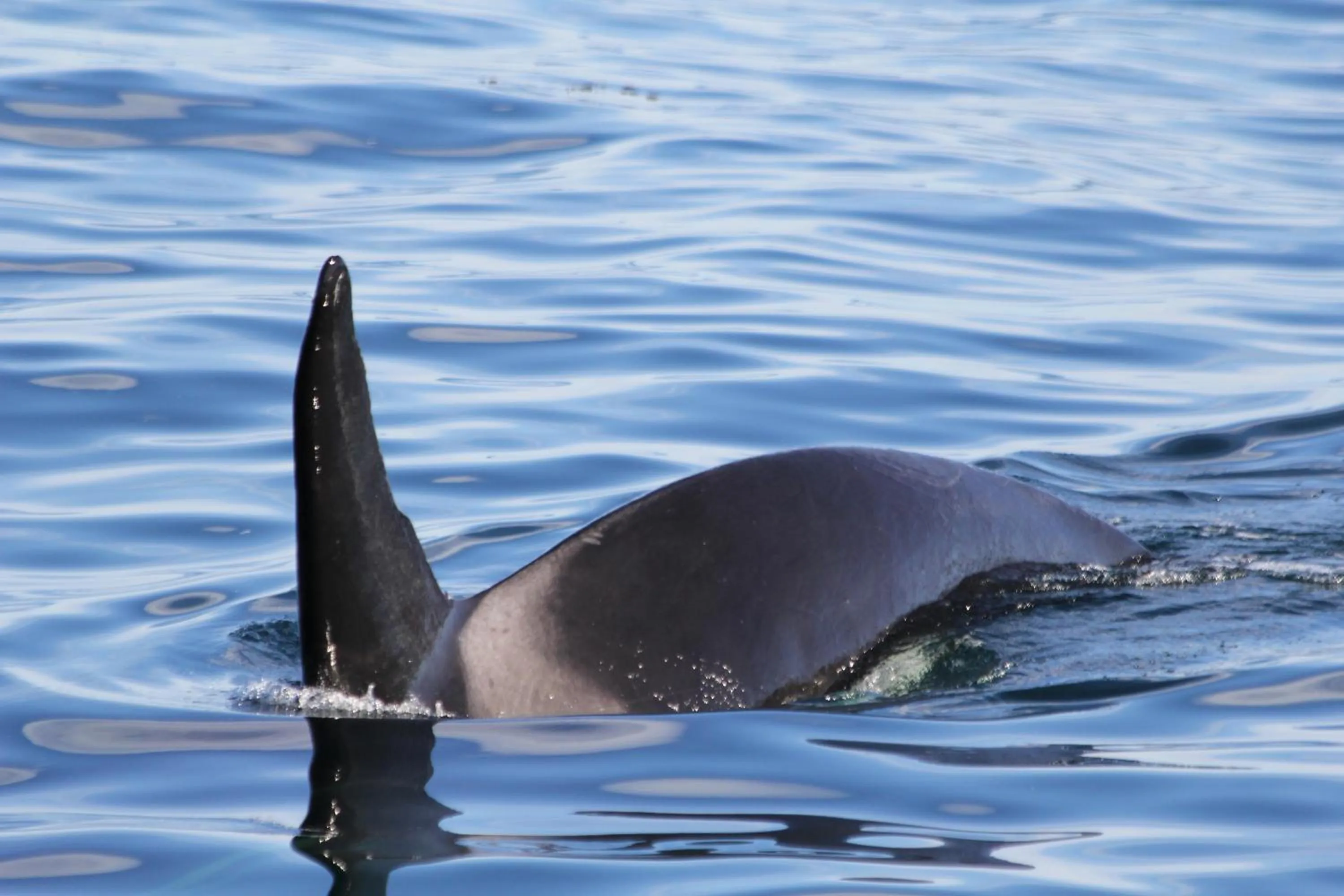 Activities in Boutique Hotel Kaikoura