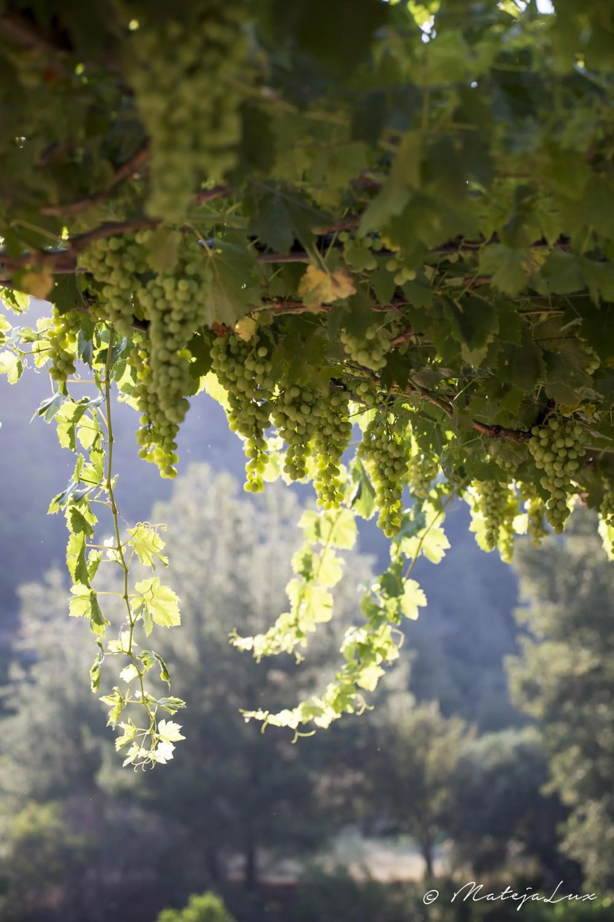 Other in Ambelikos Traditional Agrohotel