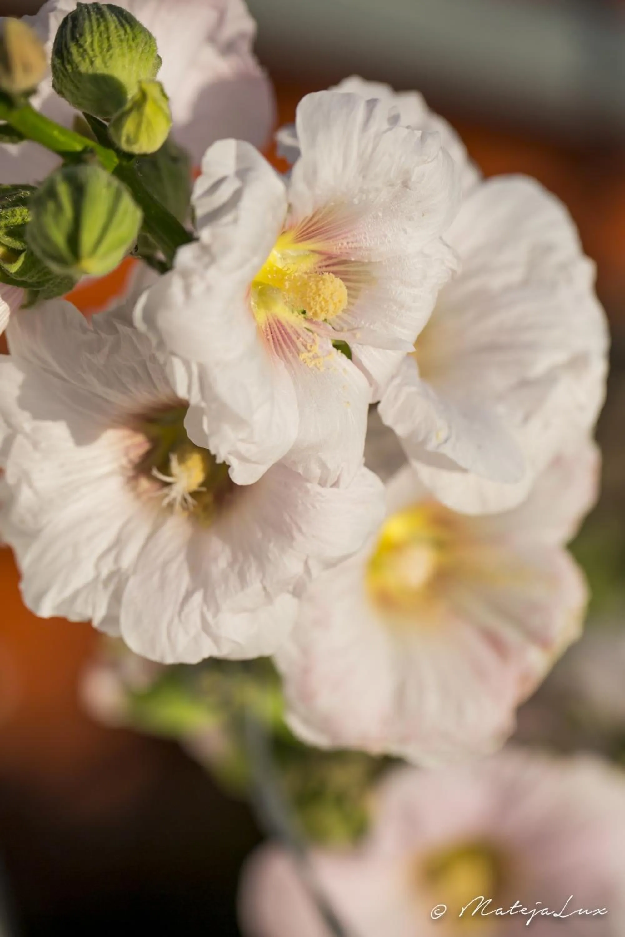 Other in Ambelikos Traditional Agrohotel