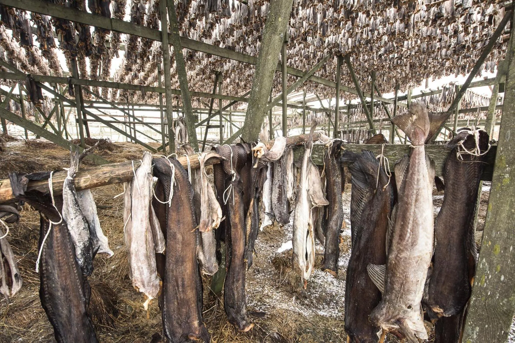 Natural landscape in Å Rorbuer - by Classic Norway Hotels