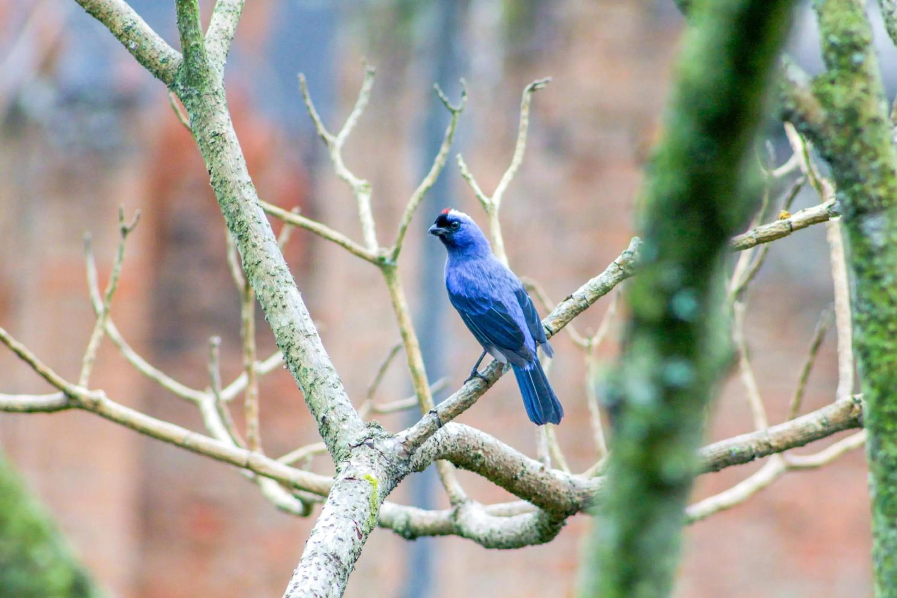 Natural landscape in VELINN Hotel Ninho do Falcão