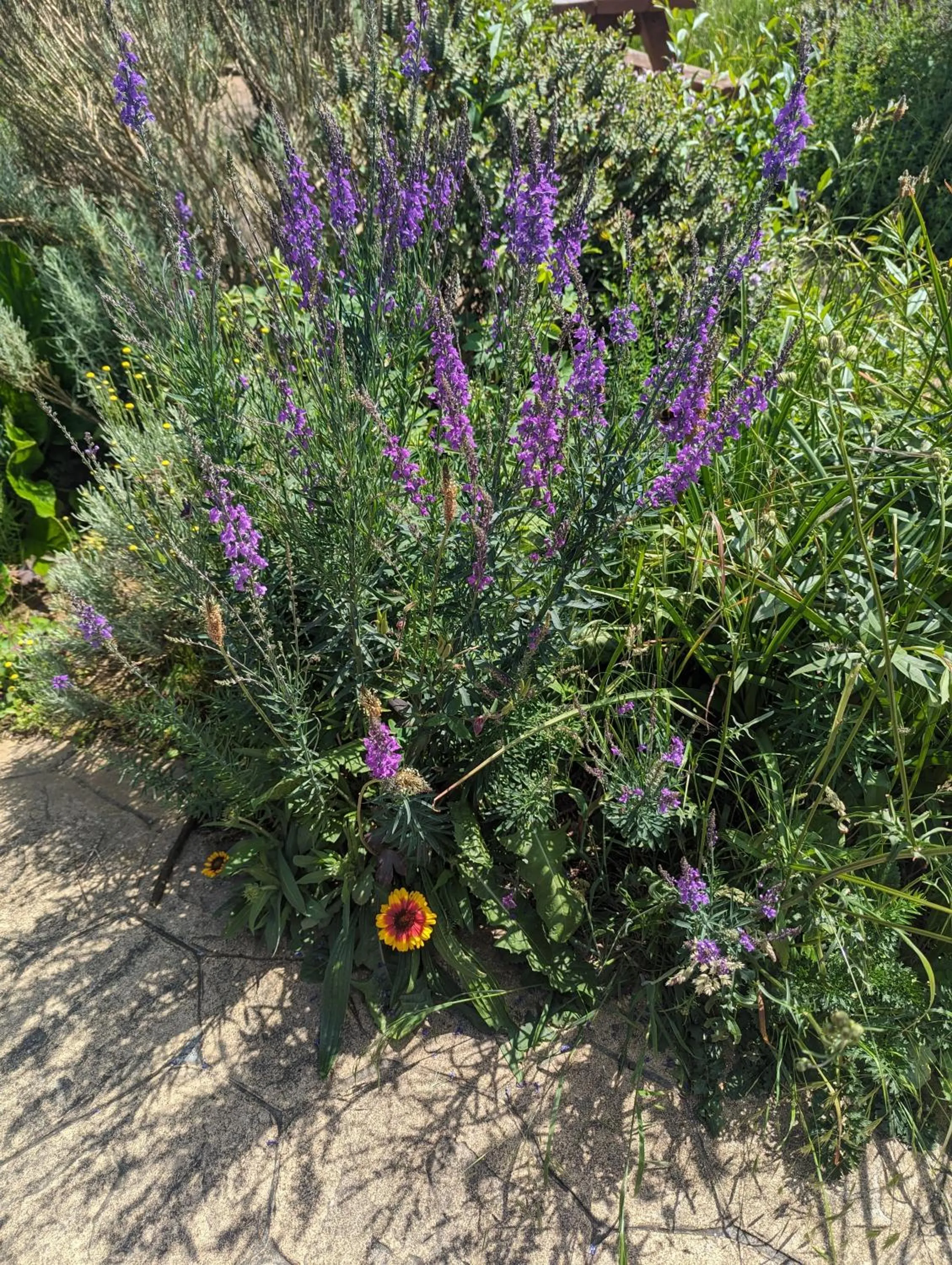 Garden in Railway Inn