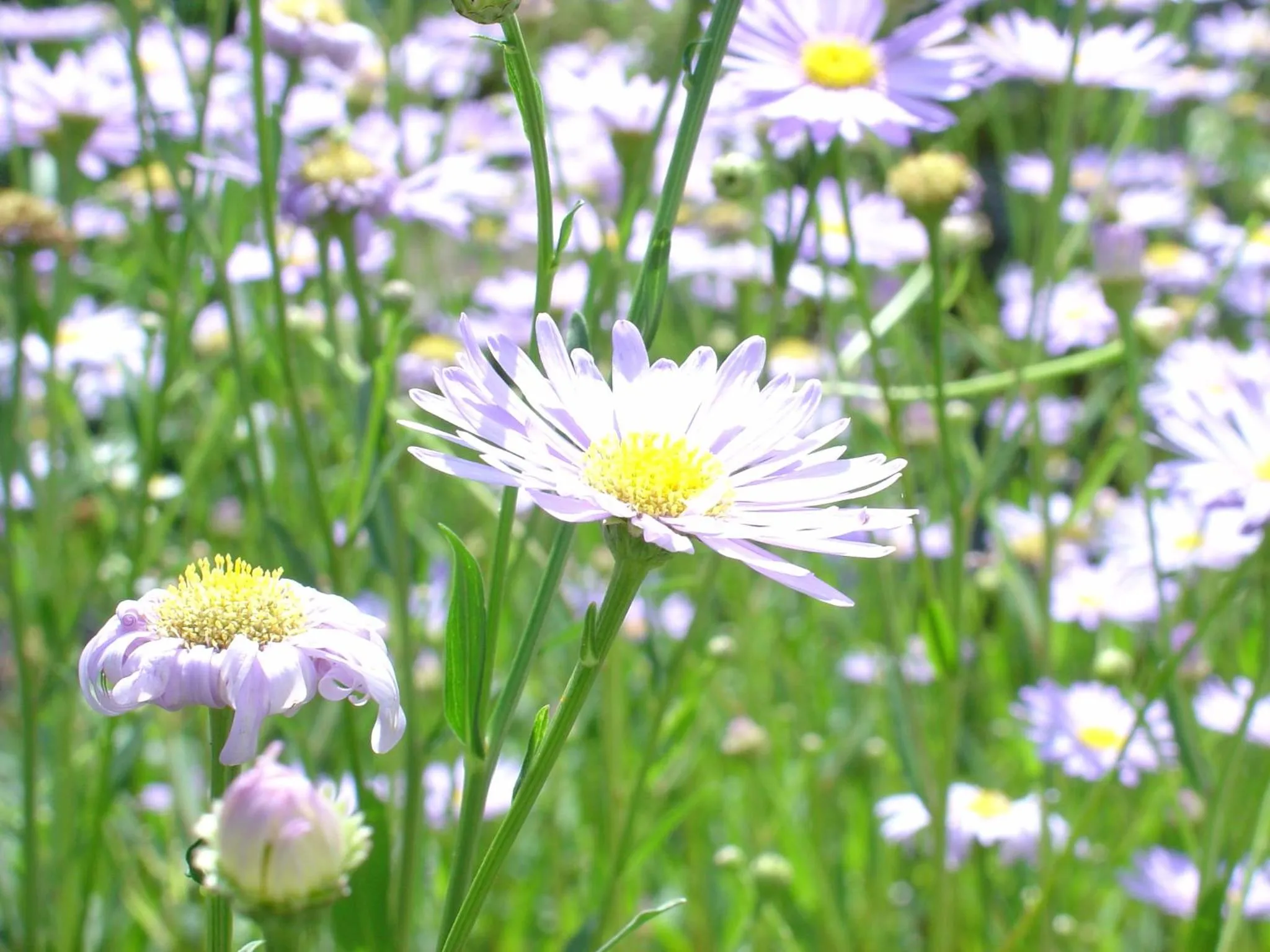 Natural landscape in Hotel Kameya