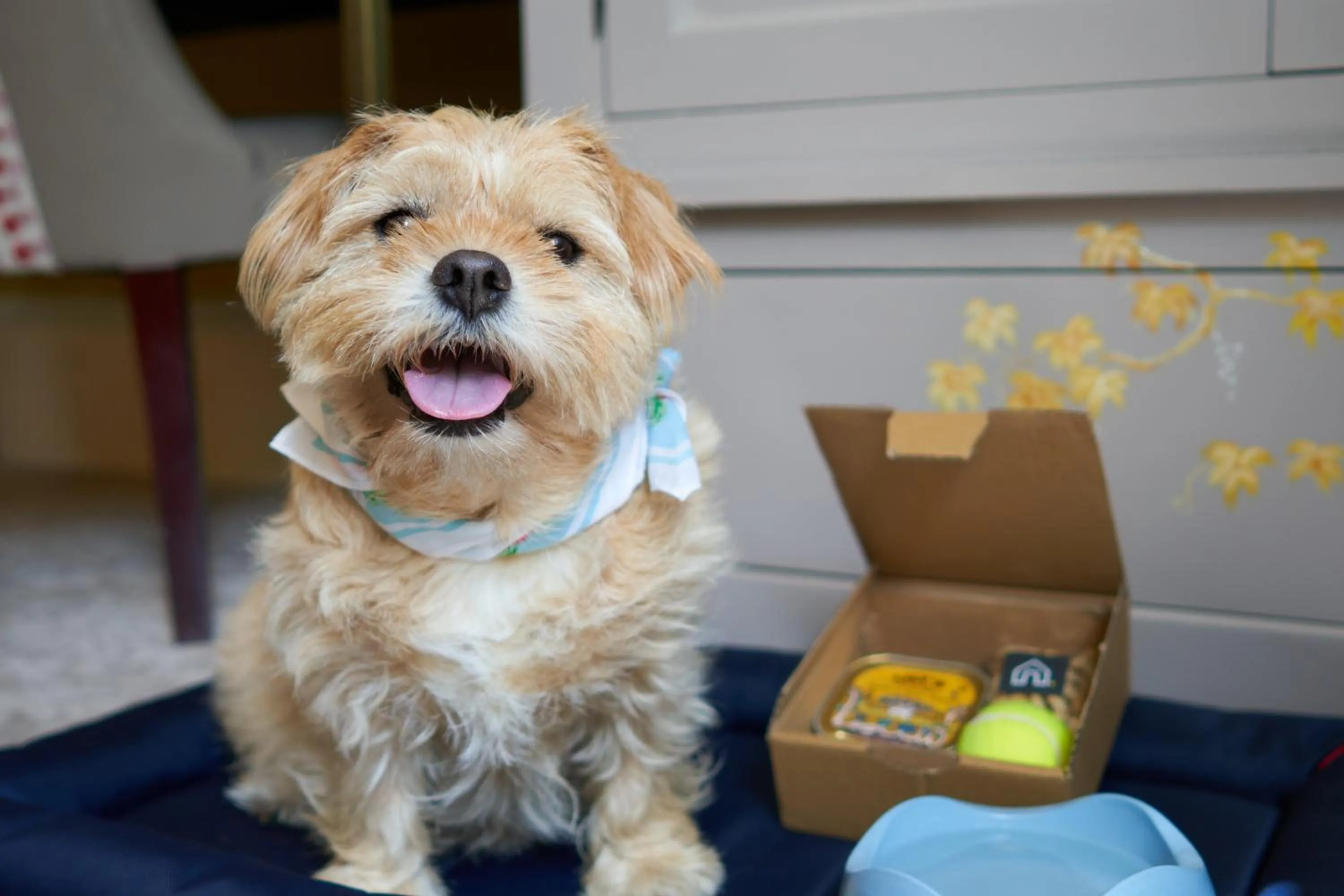 Pets in The Bird, Bath