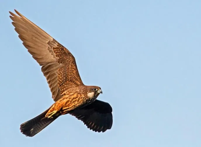 Logo/Certificate/Sign in B&B Il Nido