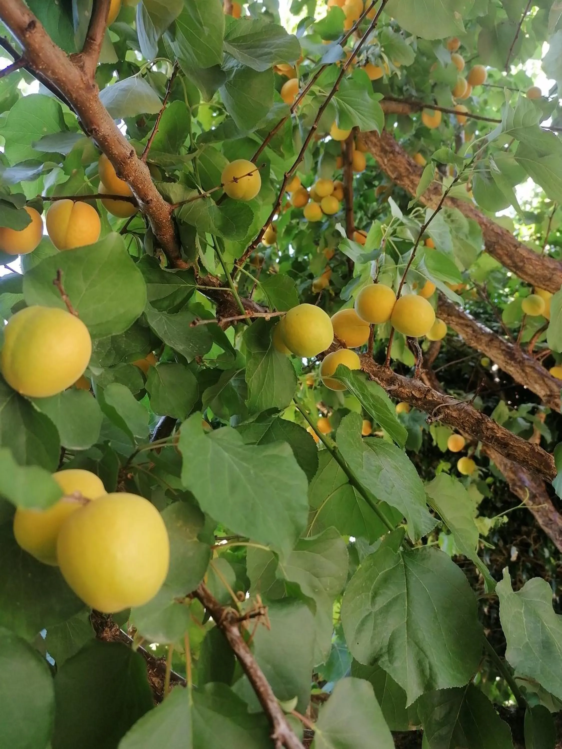 Villiana Holiday Apartments