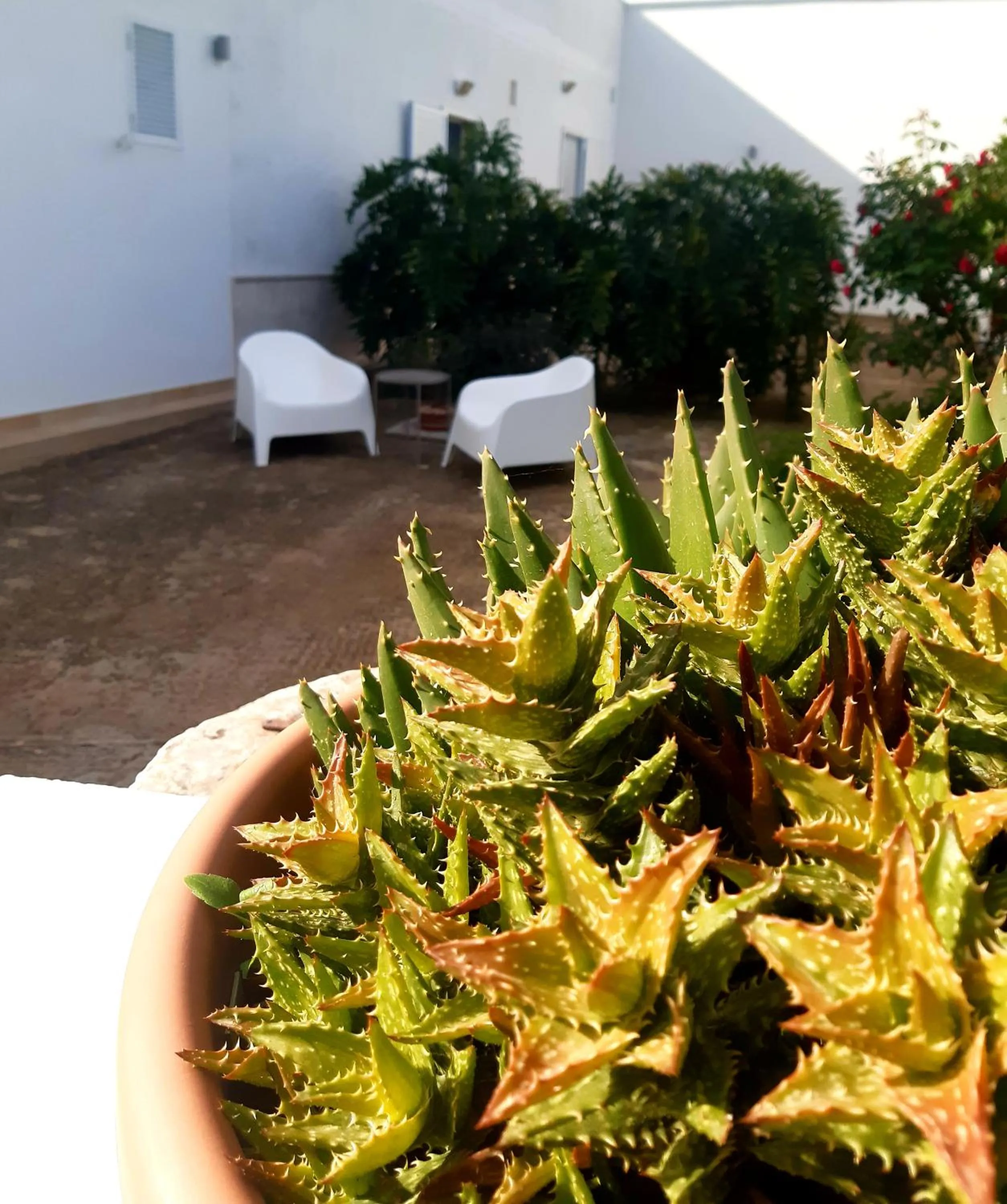 Garden in B&B Bell'aria