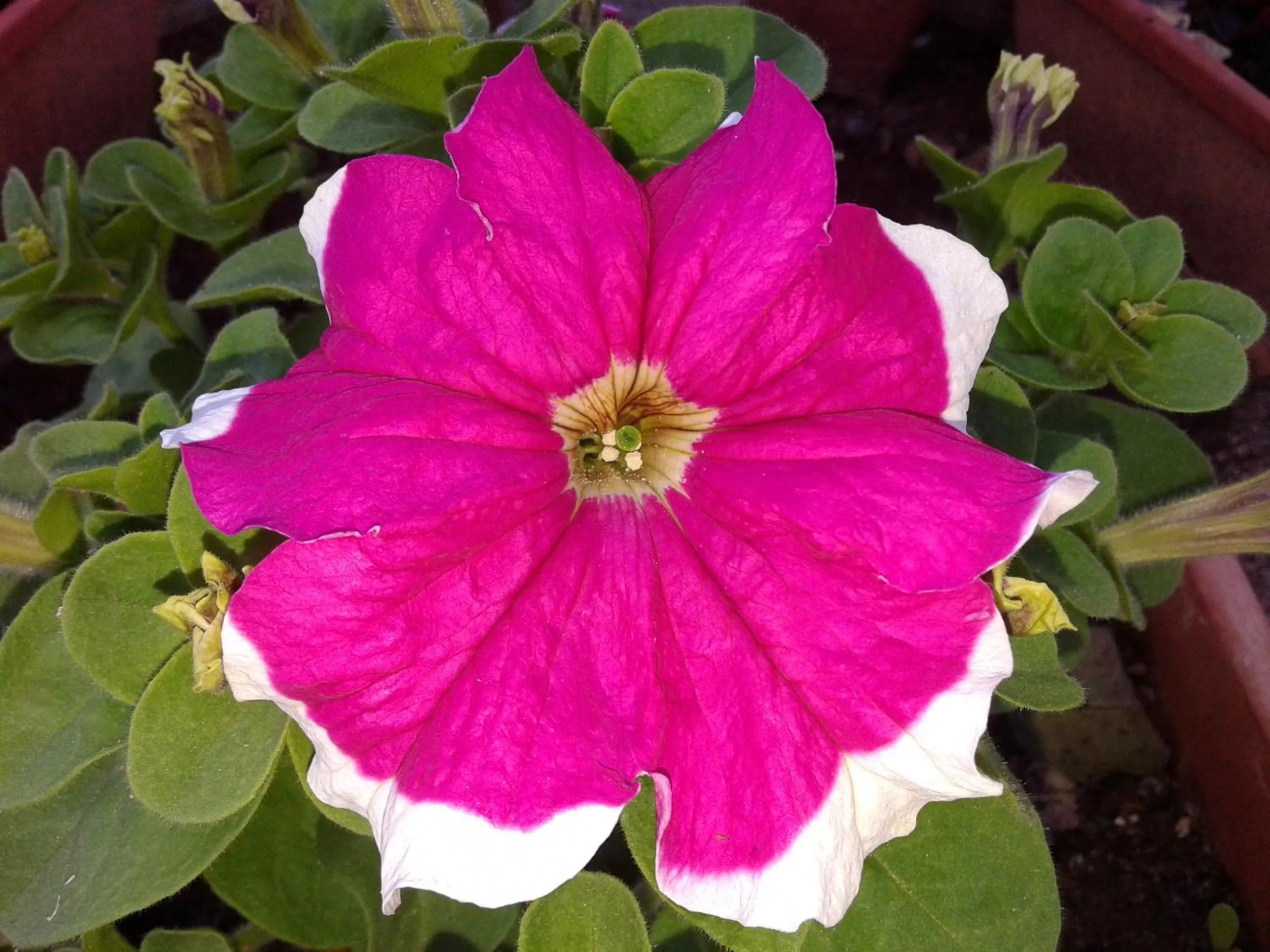 Decorative detail in B&B Bell'aria