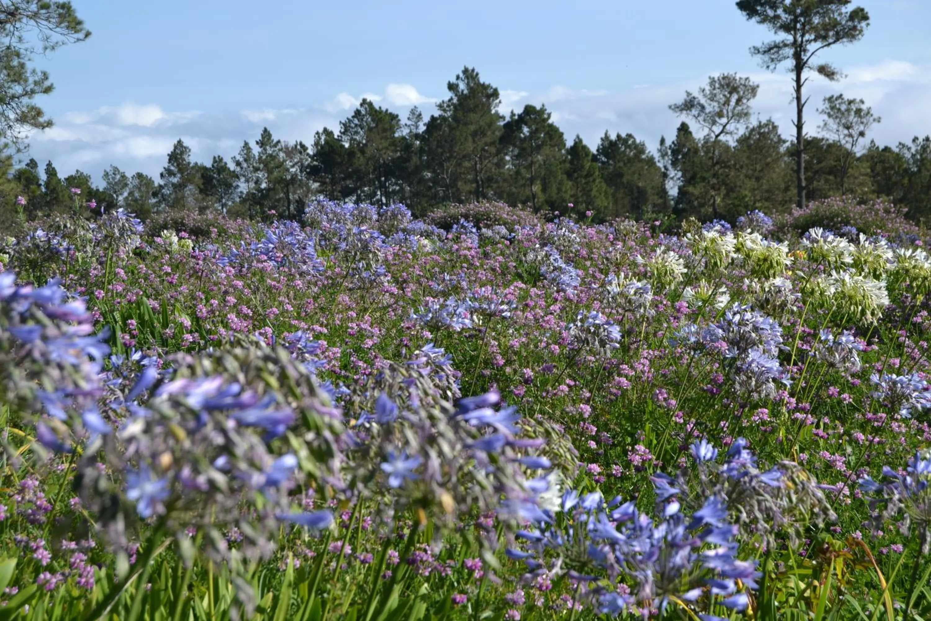 Patio in Villa Pajon Eco Lodge