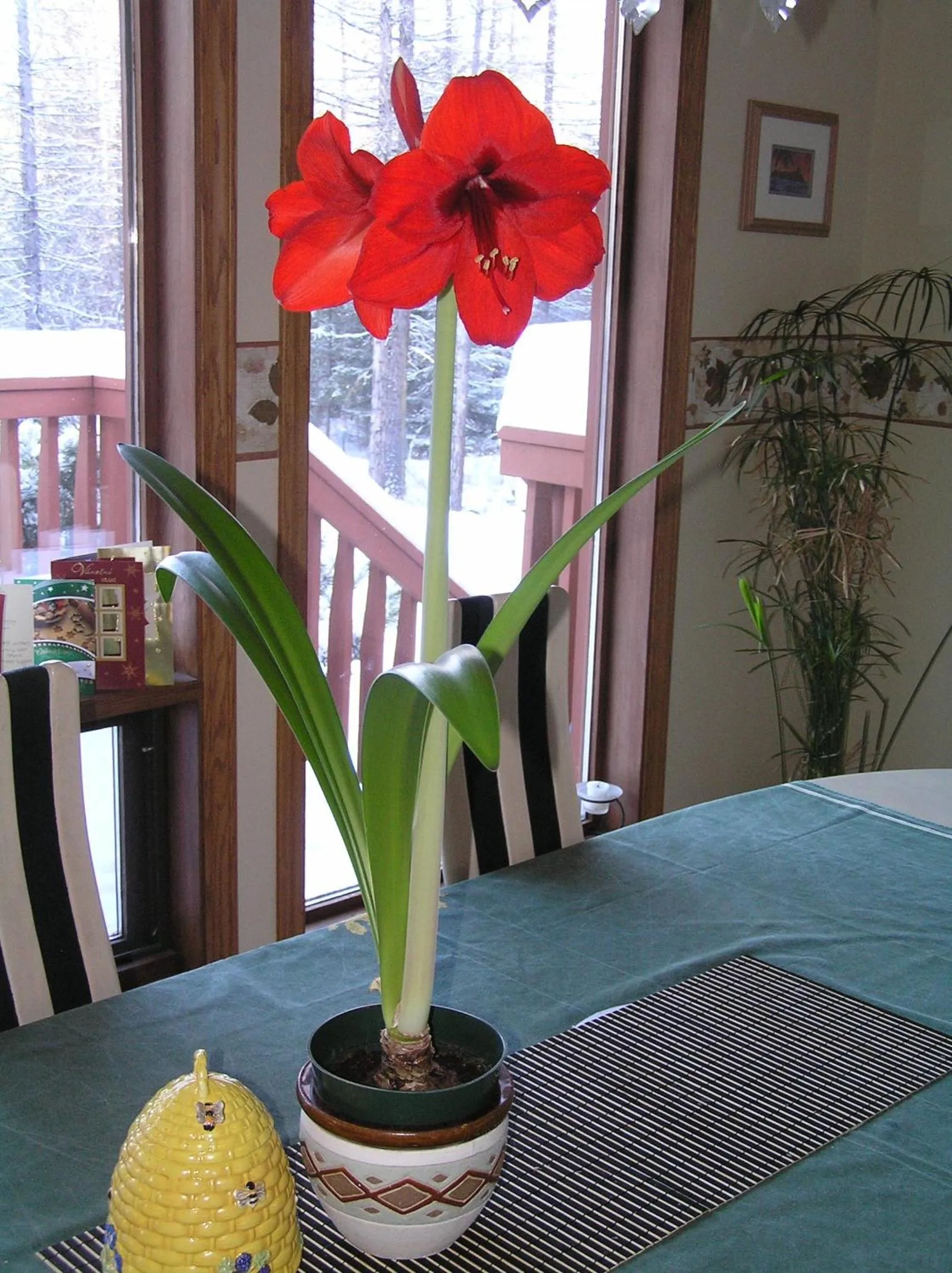 Winter in End of the road B & B