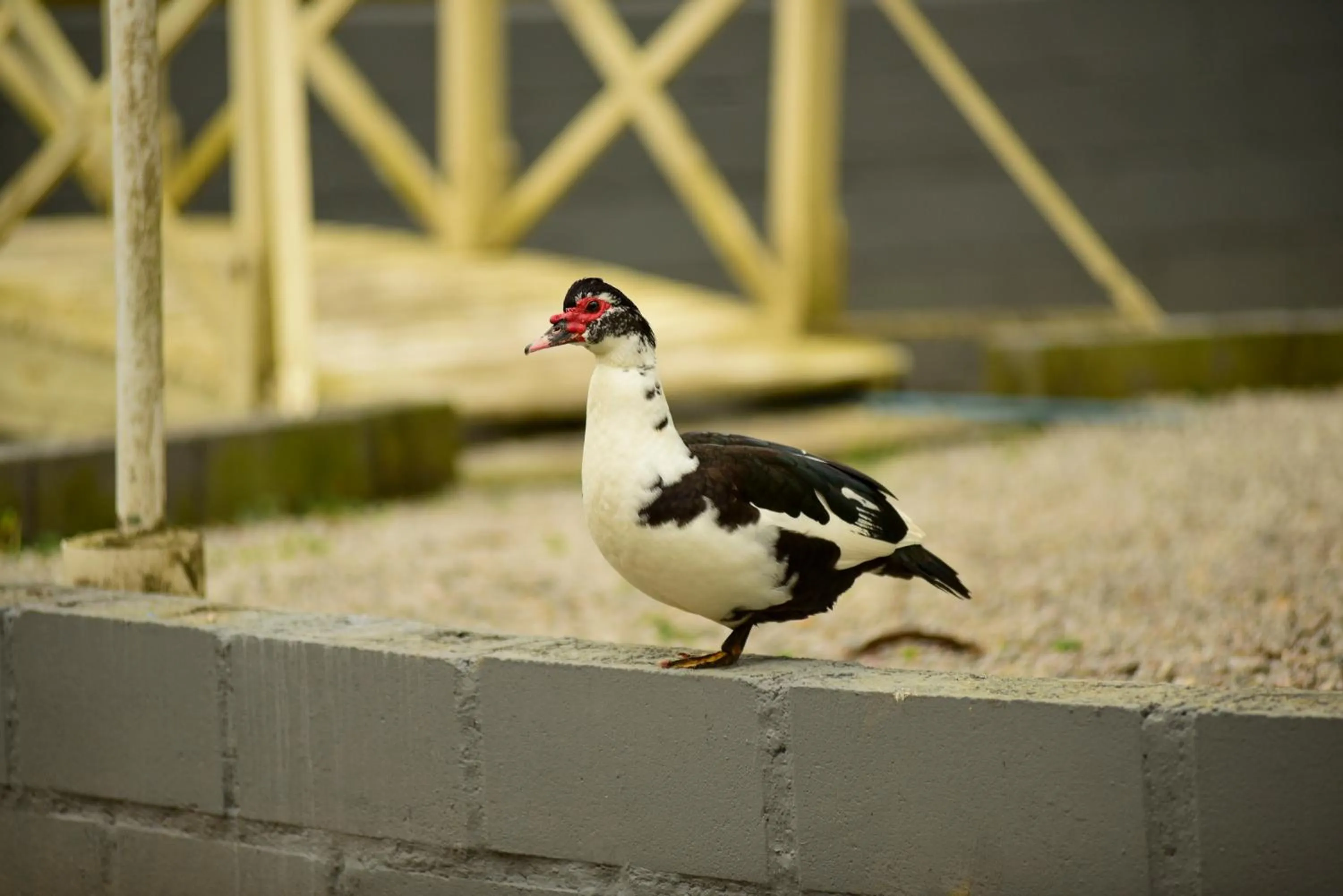 Pousada Chácara Rio Jordão
