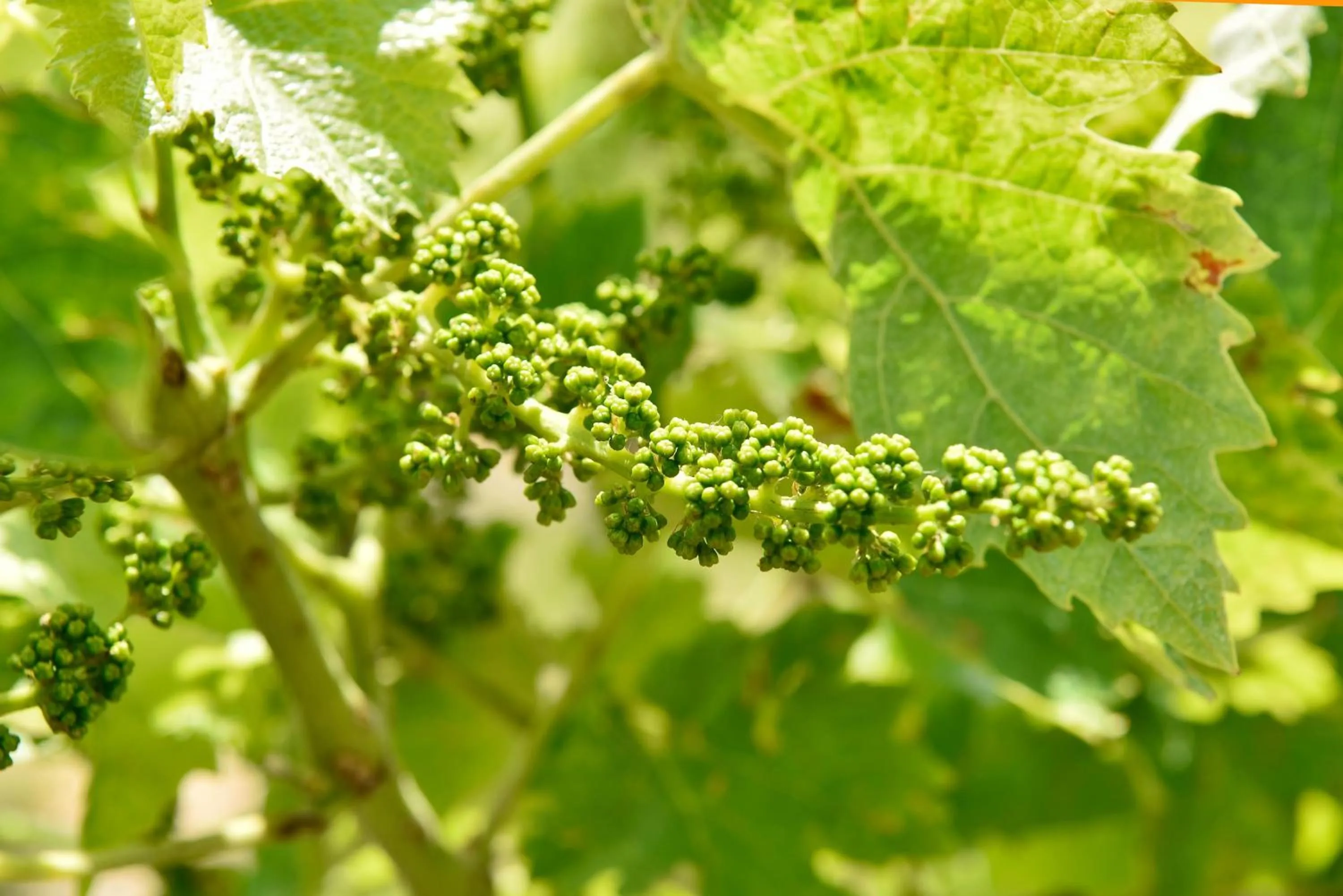 Activities in domaine d' Arcalis