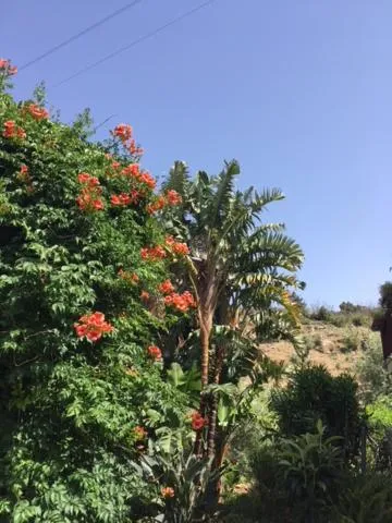 Garden view in Stanza in Villa con giardino vista mare