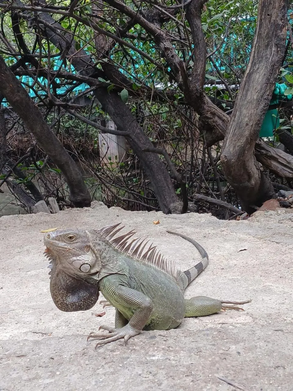 Garden in Hotel Los Veleros Santa Marta