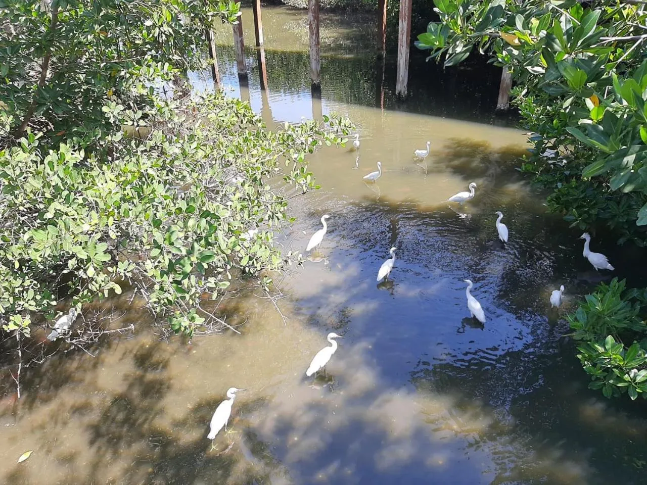 Animals in Hotel Los Veleros Santa Marta