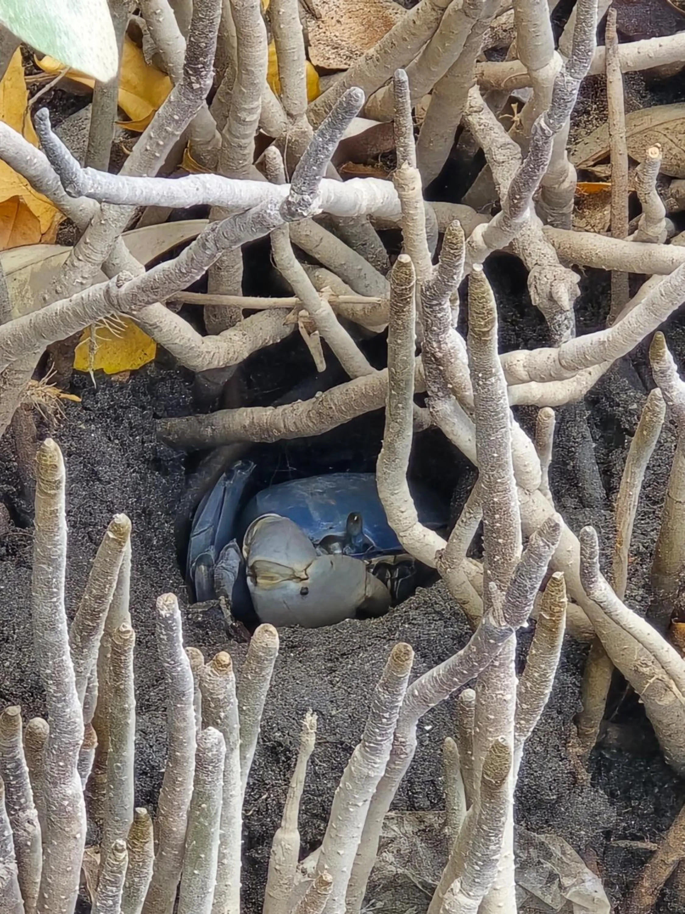 Natural landscape in Hotel Los Veleros Santa Marta