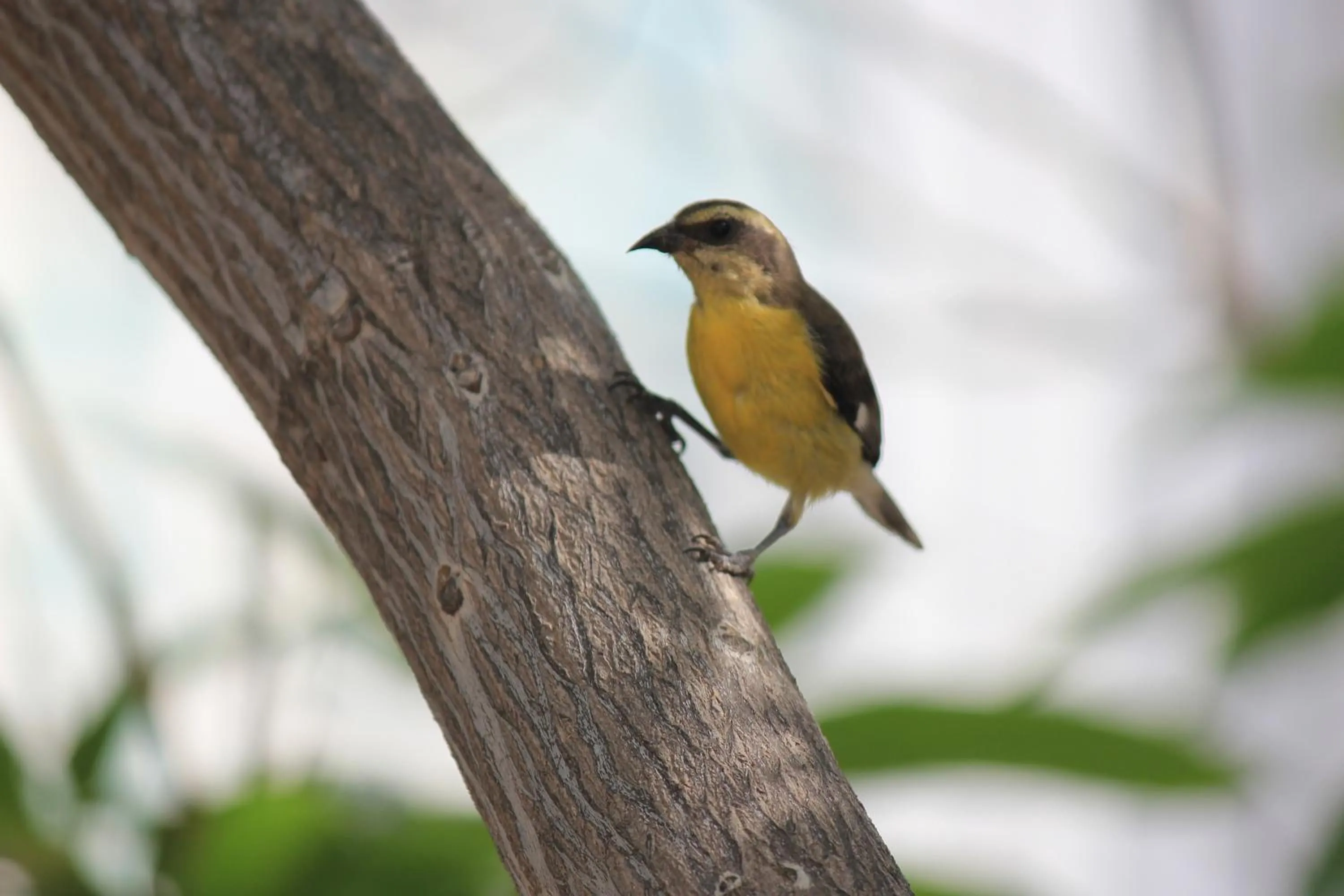 Garden in Hotel Los Veleros Santa Marta