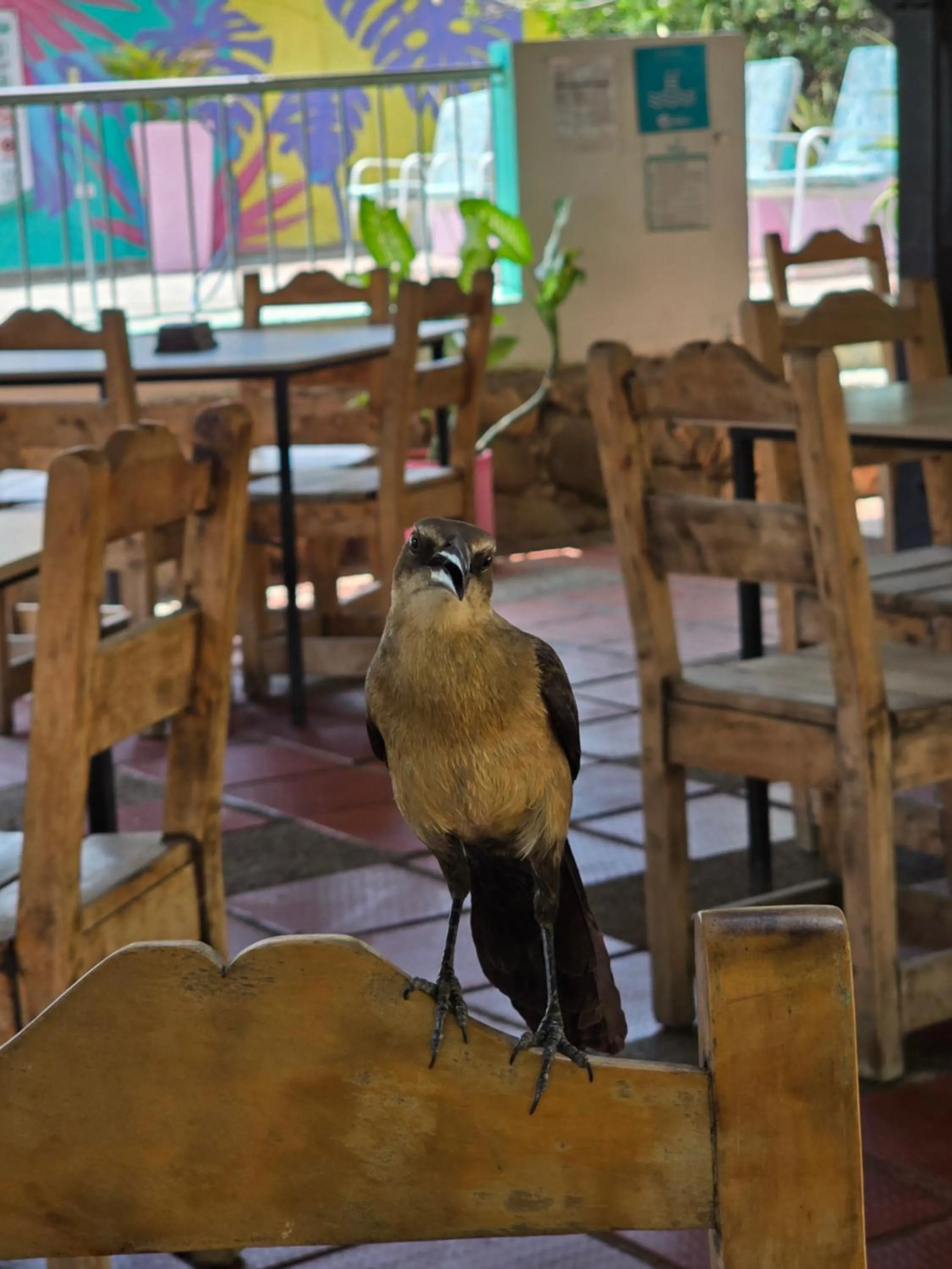 Restaurant/places to eat in Hotel Los Veleros Santa Marta