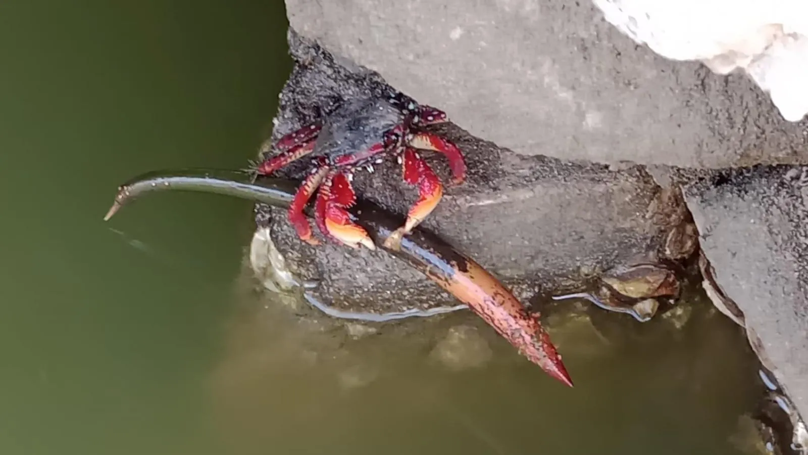 Animals in Hotel Los Veleros Santa Marta