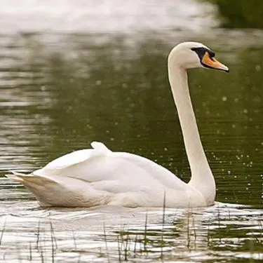 Other Animals in Melrose B&B