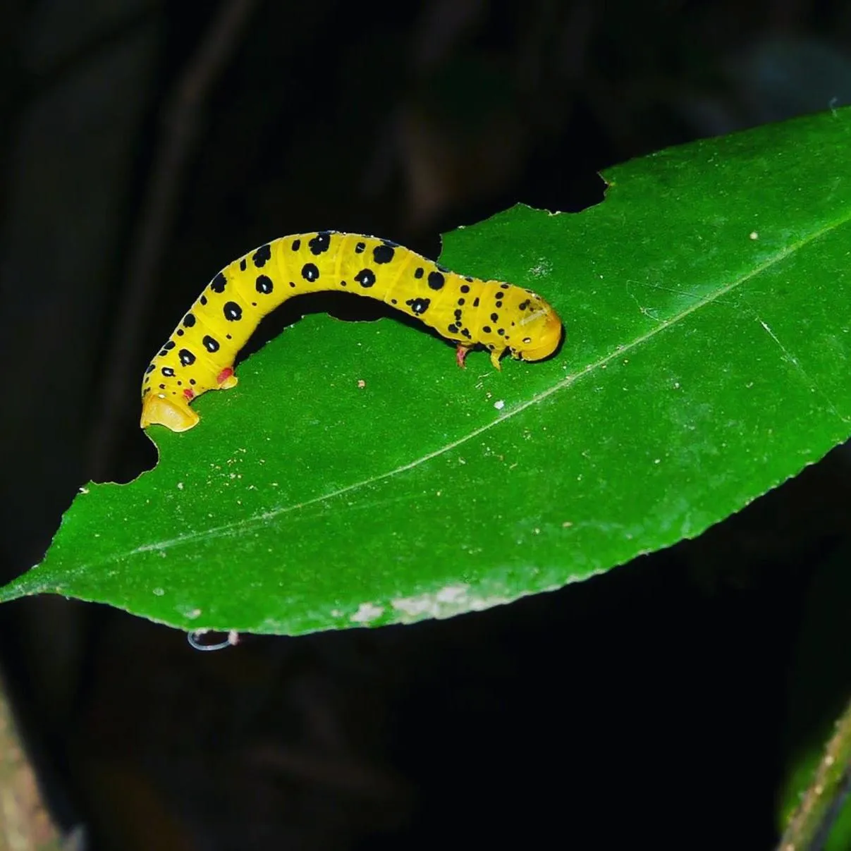 Animals in Daintree Crocodylus