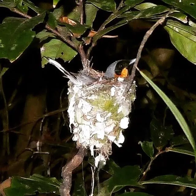 Animals in Daintree Crocodylus