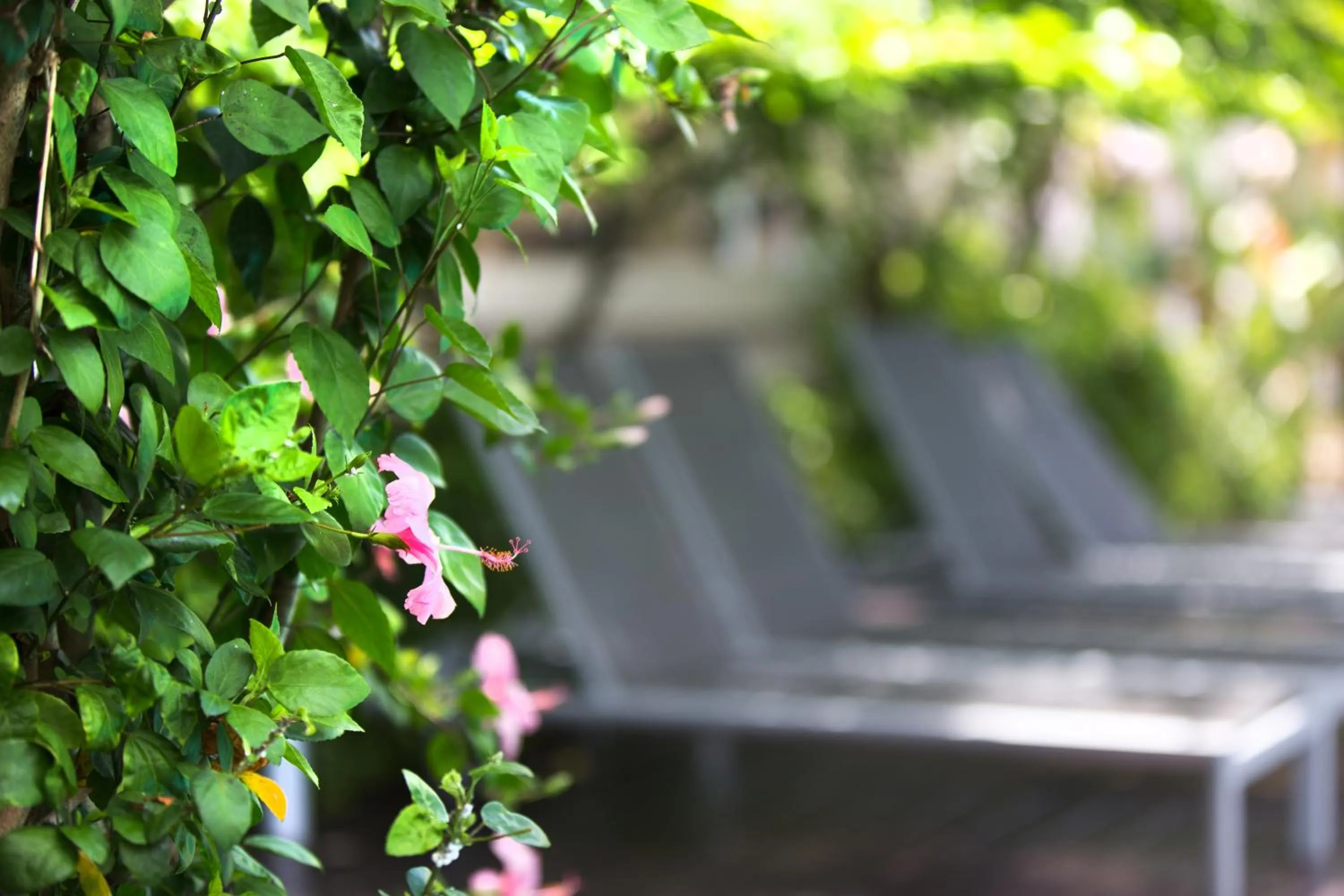 Garden in Verano Beach Villa