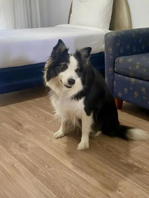 Pets in Macquarie Barracks Motor Inn