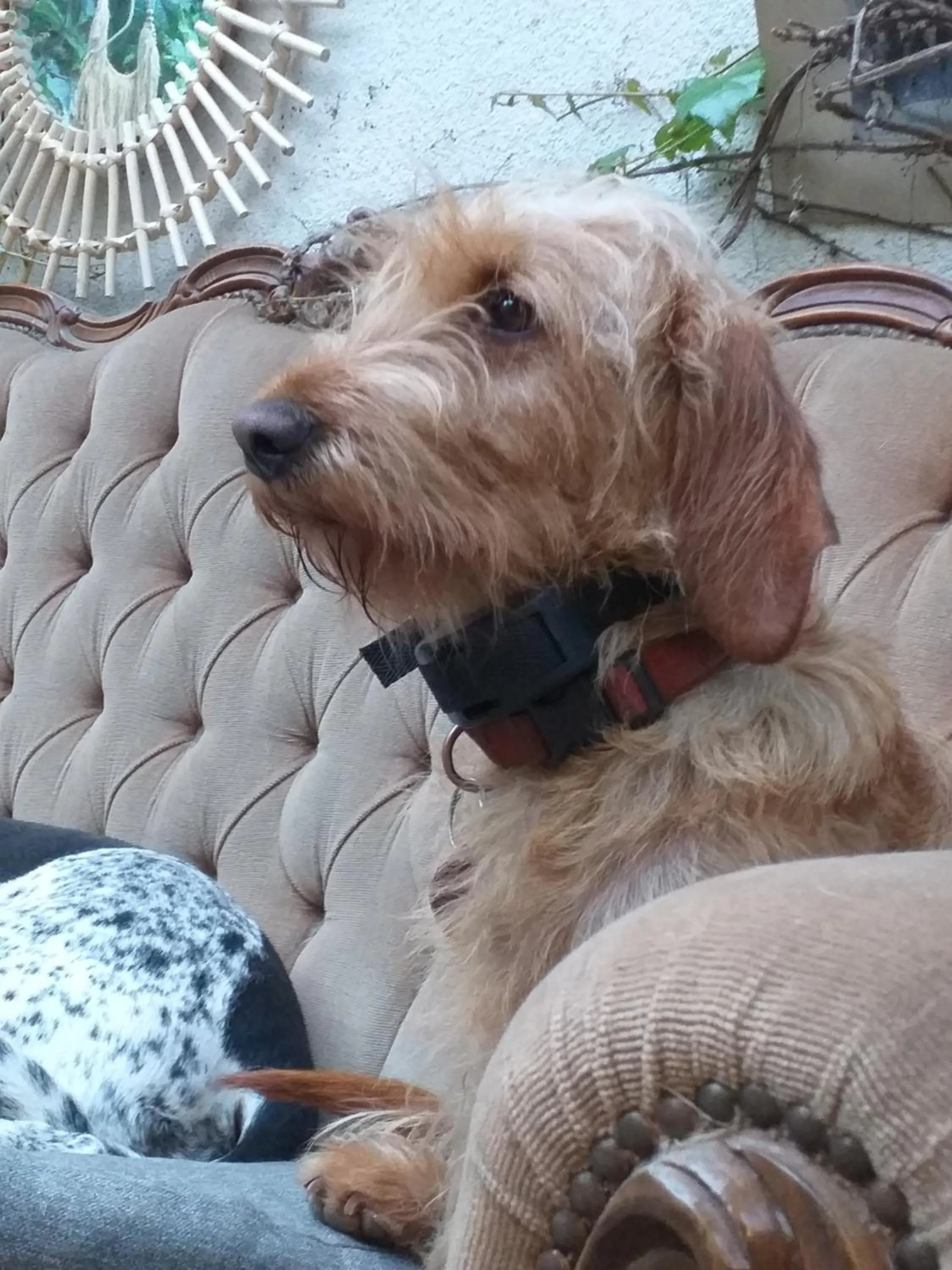 Pets in Mimi la Sardine