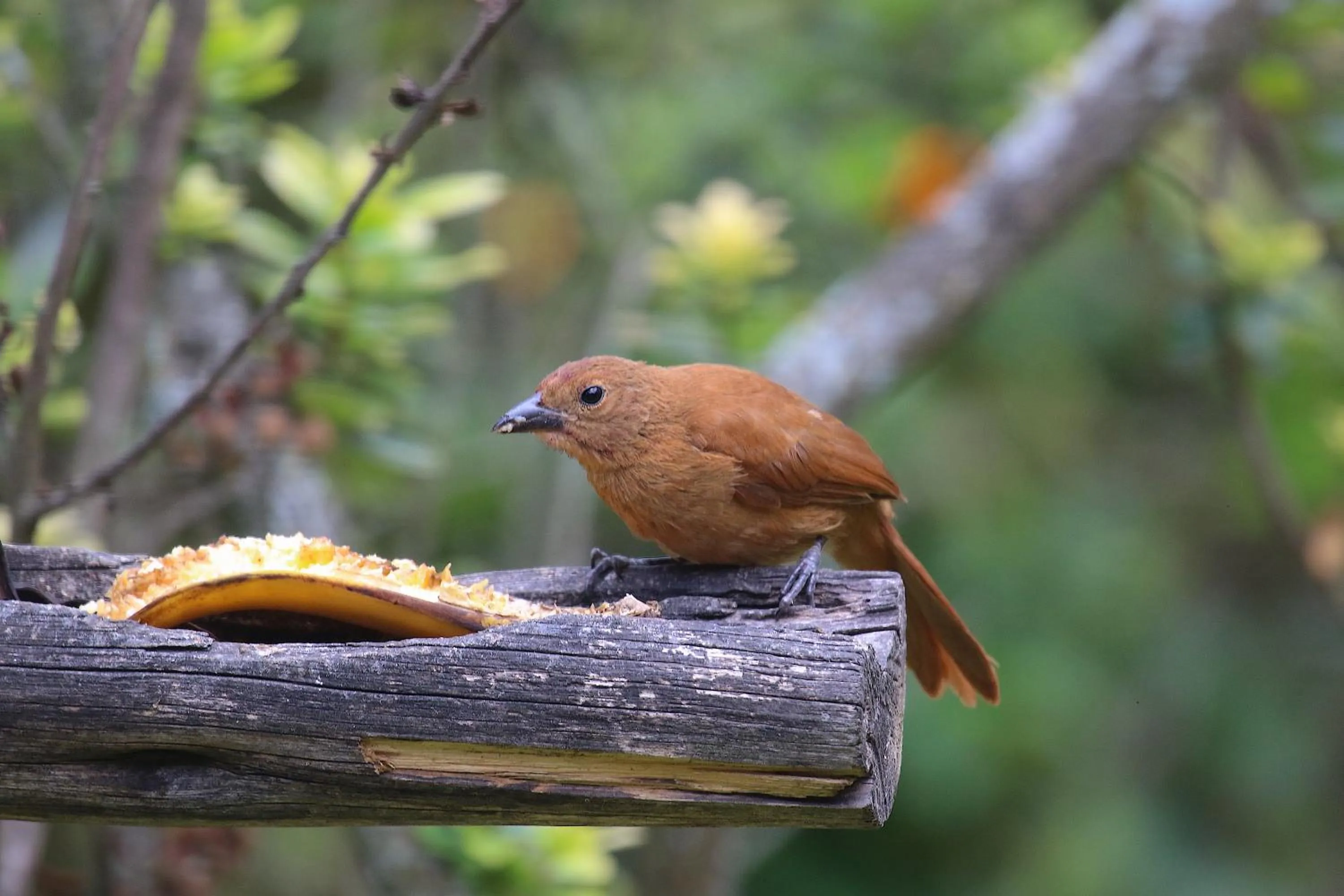 Animals in Hosteria Cananvalle