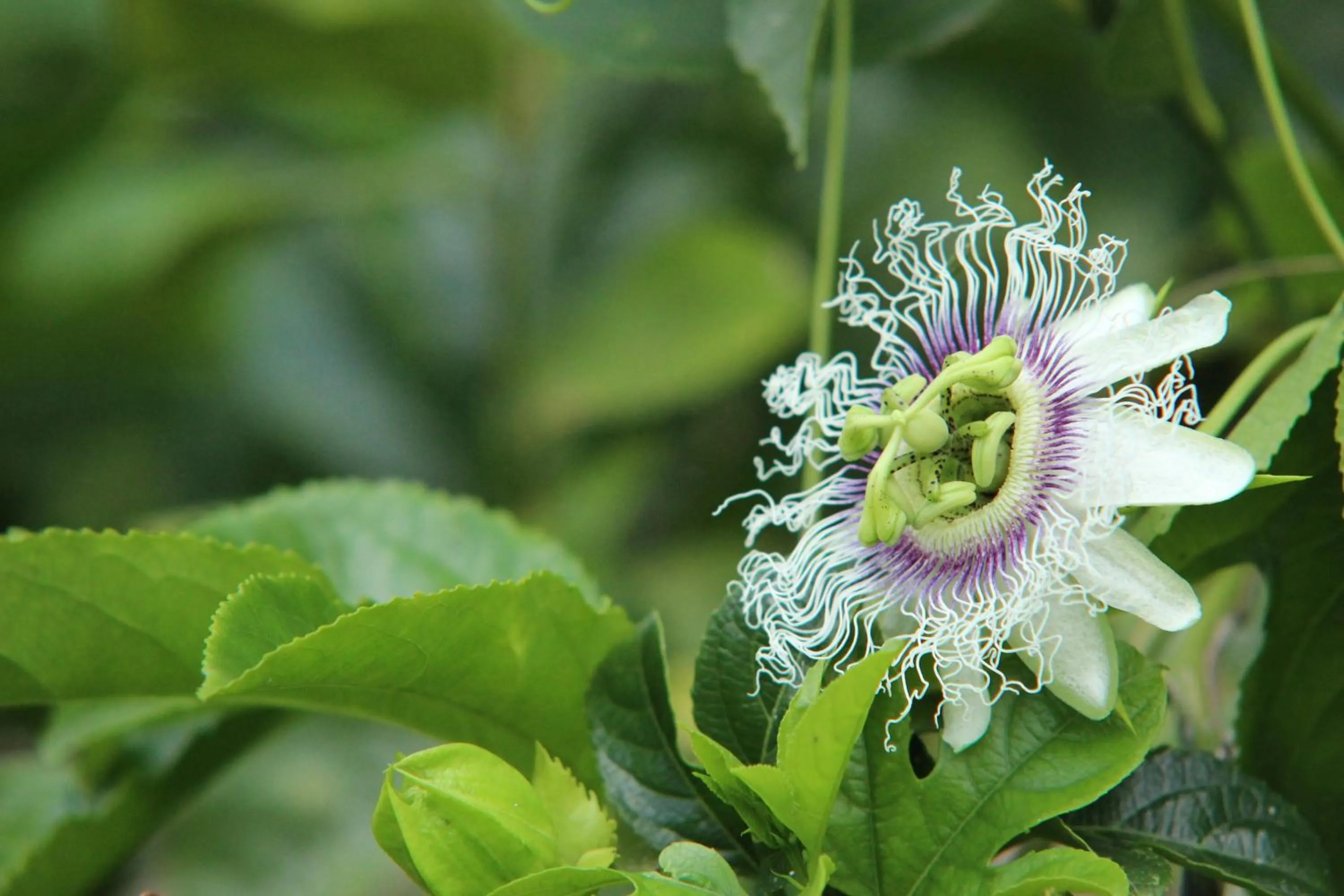 Other in Hosteria Cananvalle