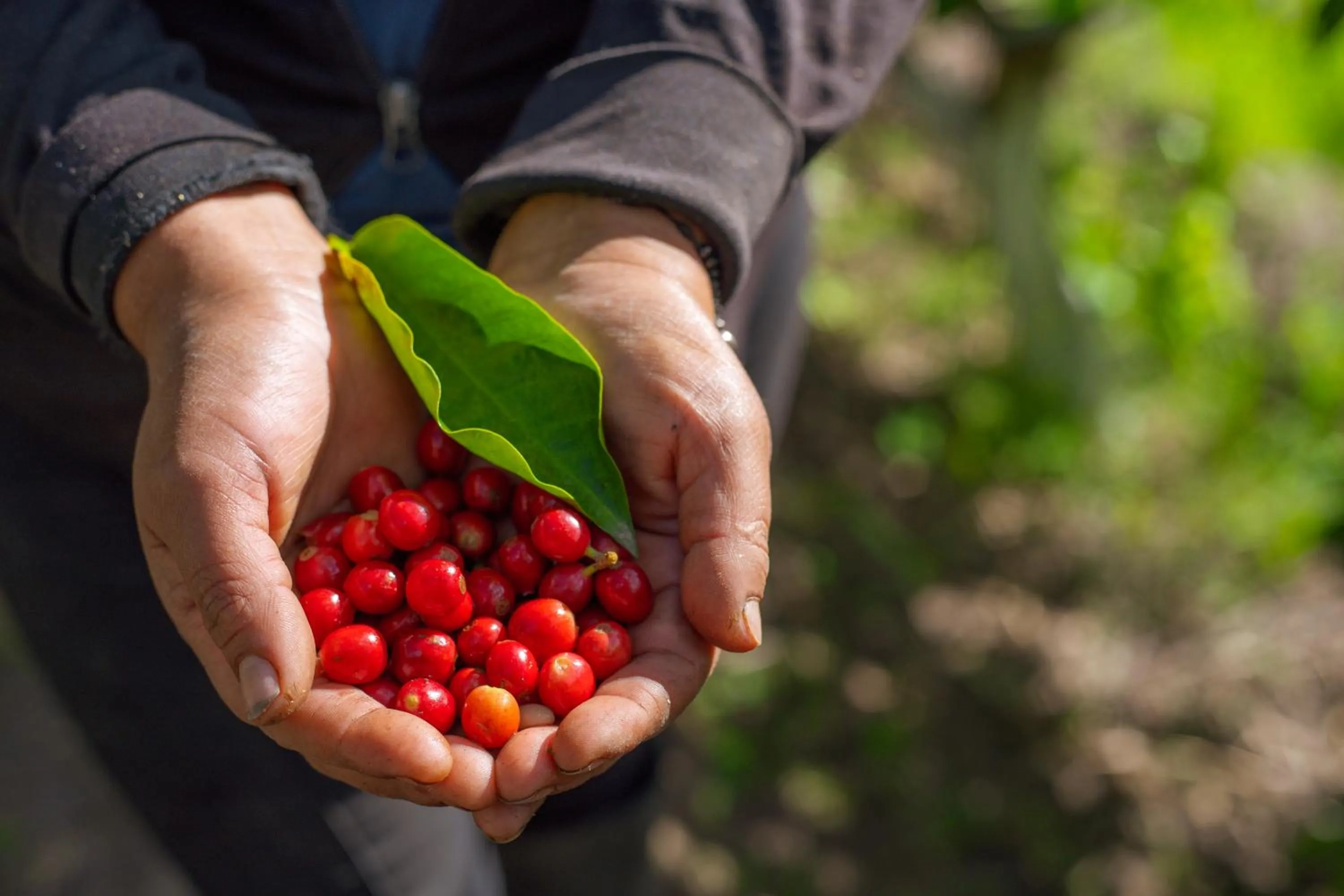 Garden in Hosteria Cananvalle