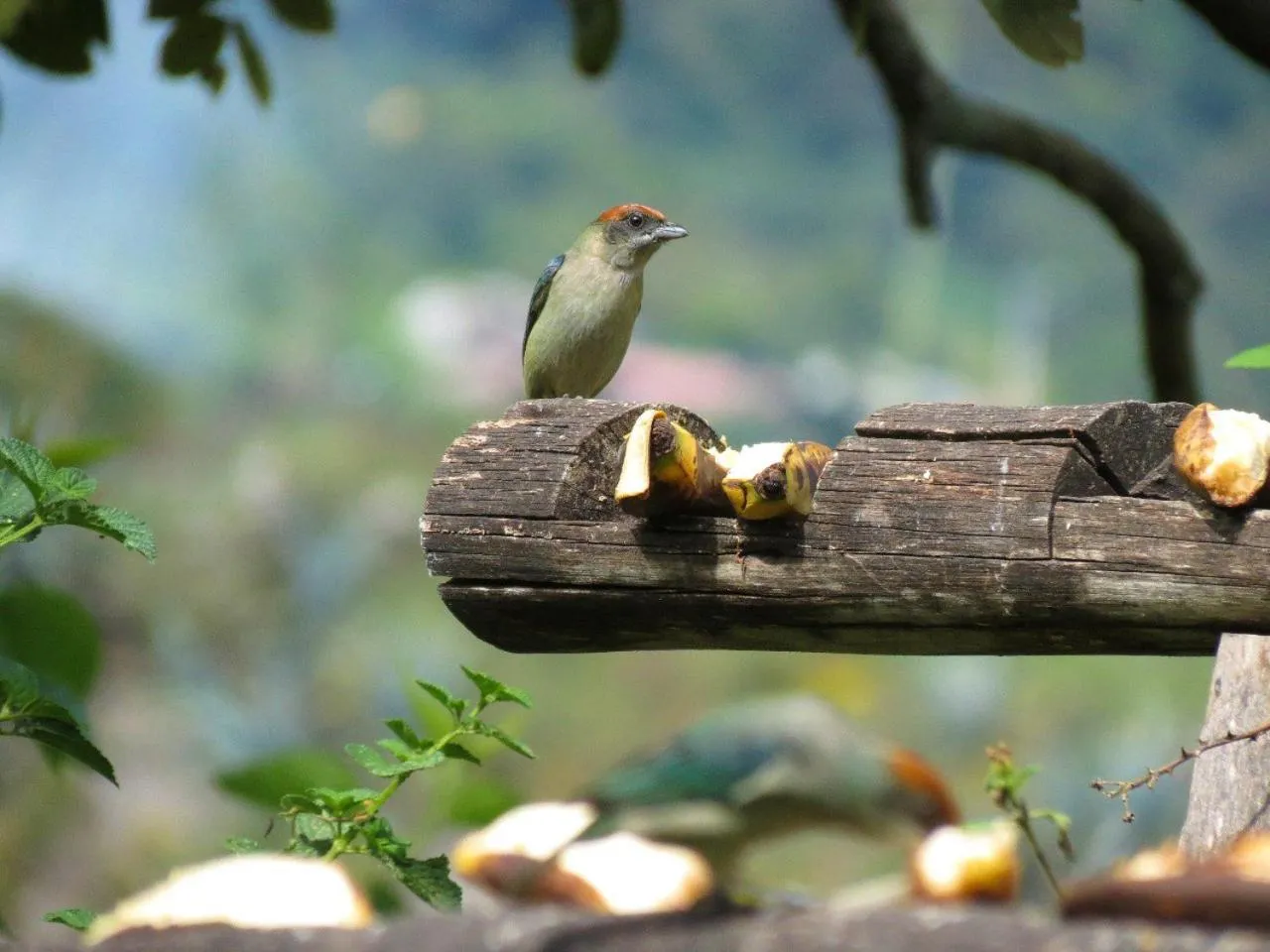 Natural landscape in Hosteria Cananvalle