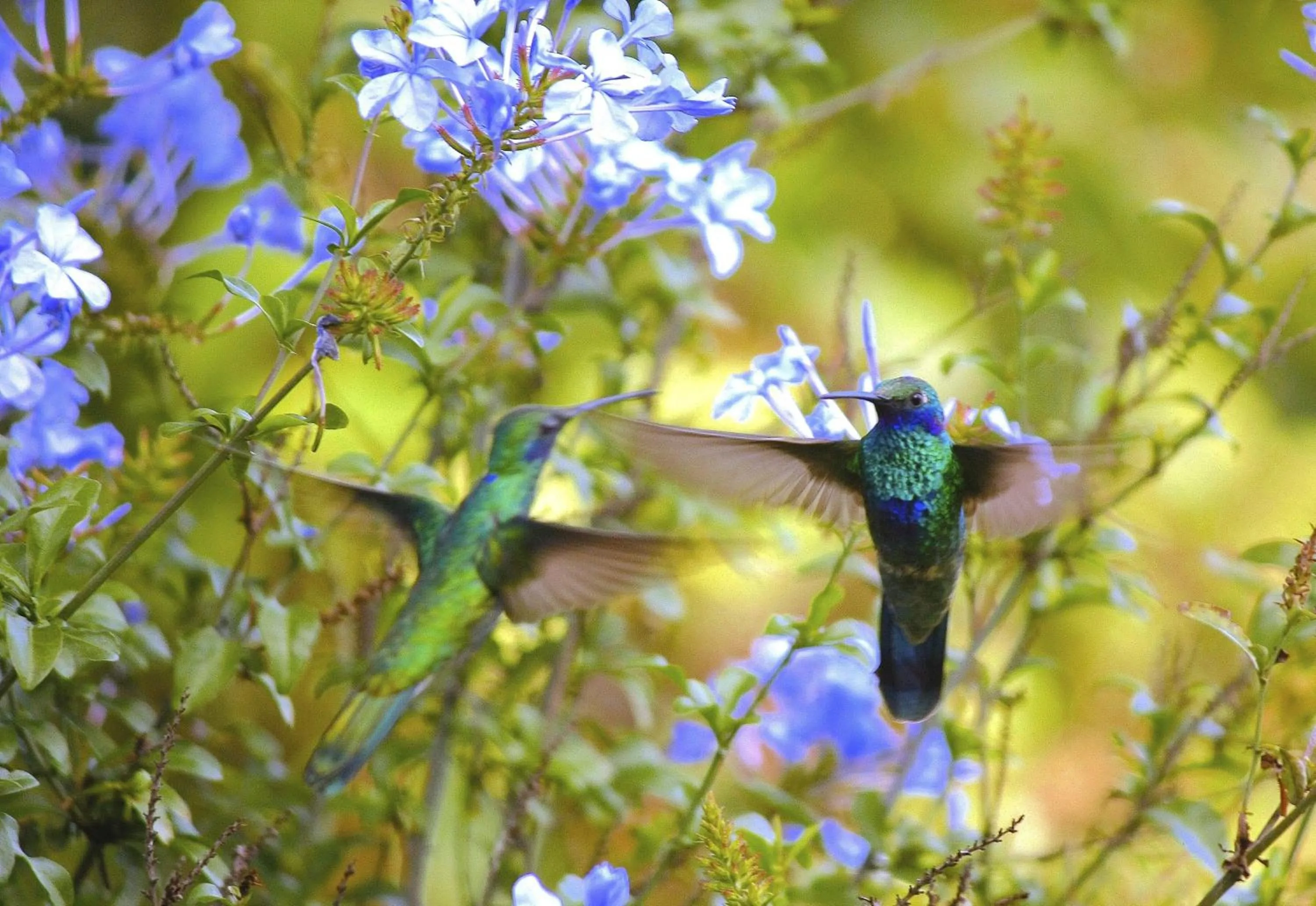 Animals in Hosteria Cananvalle