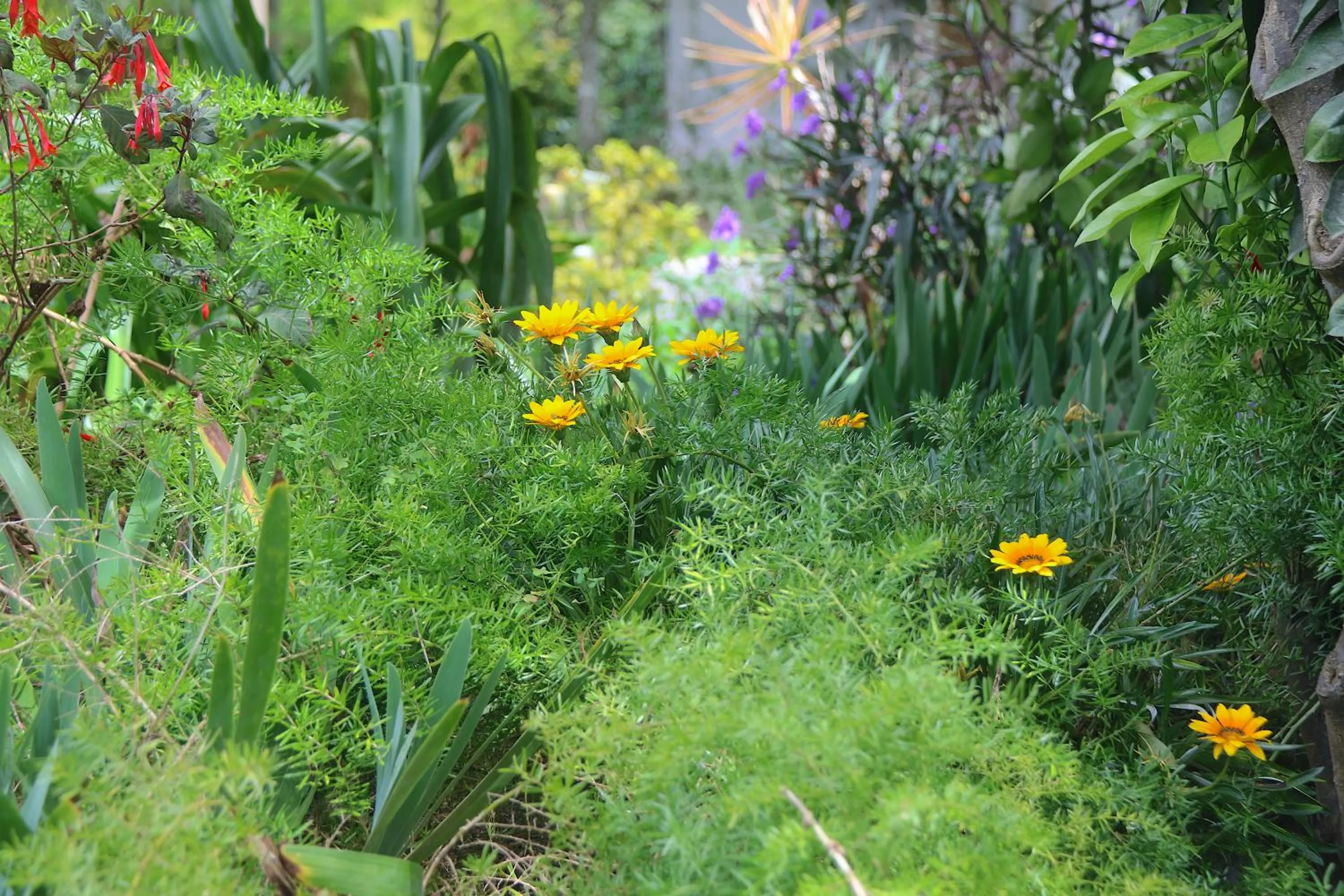 Garden in Hosteria Cananvalle