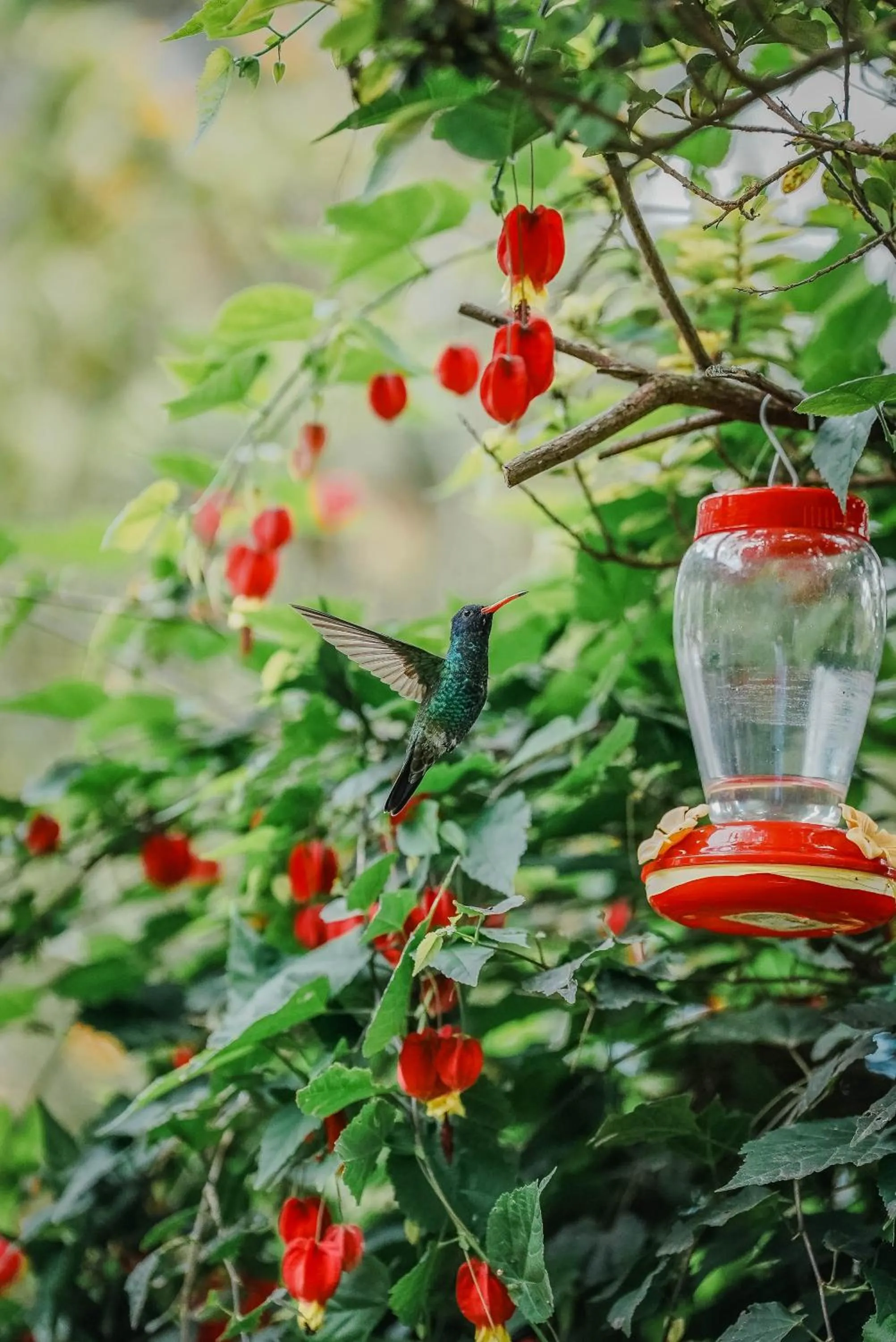 Garden in Hosteria Cananvalle